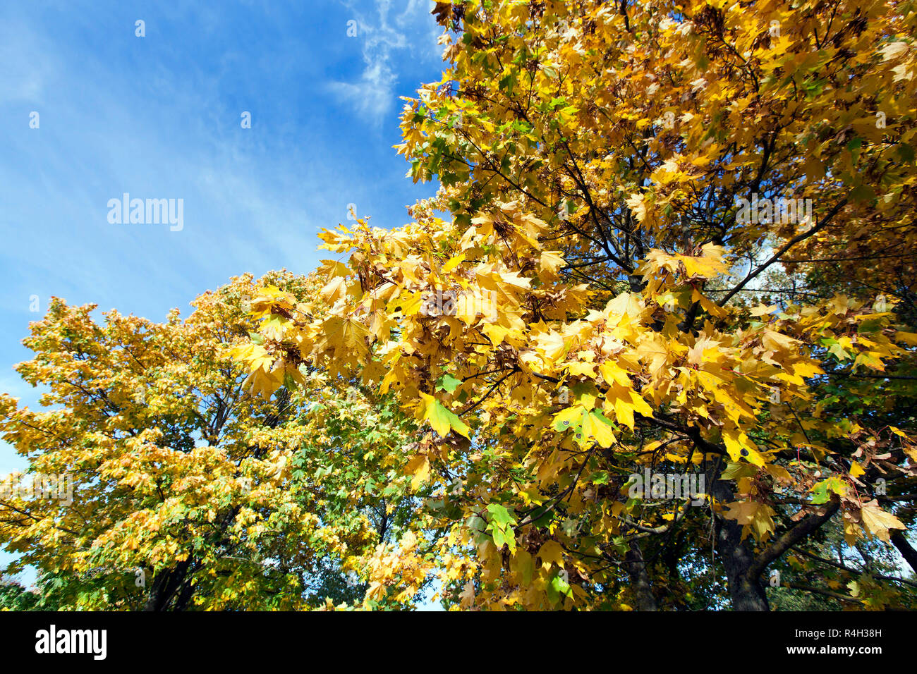 Maple Park in autumn Stock Photo