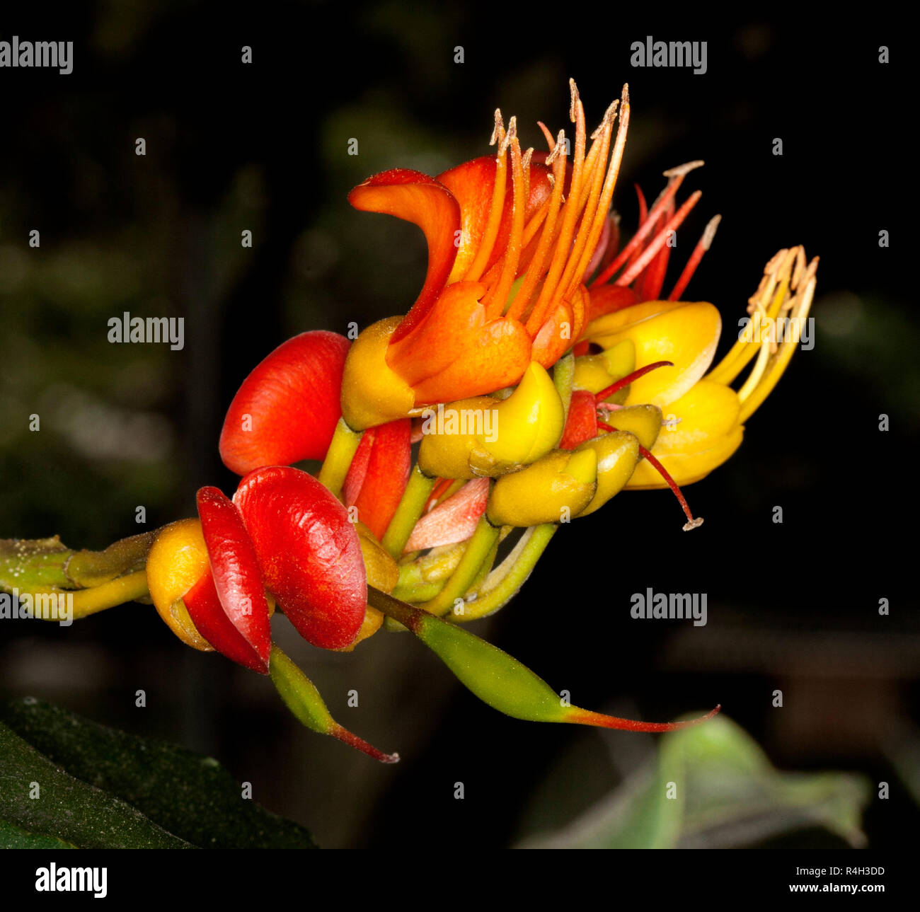 Australian wildflowers, unusual bright red, orange and yellow flowers of black bean tree, Castanospermum australe, against dark background Stock Photo