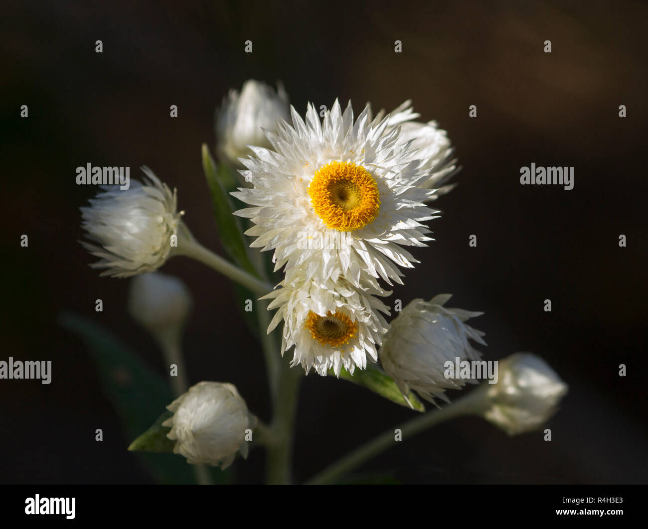White everlasting daisies, Australian wildflowers, against dark background  in Crowdy Bay National Park NSW Stock Photo