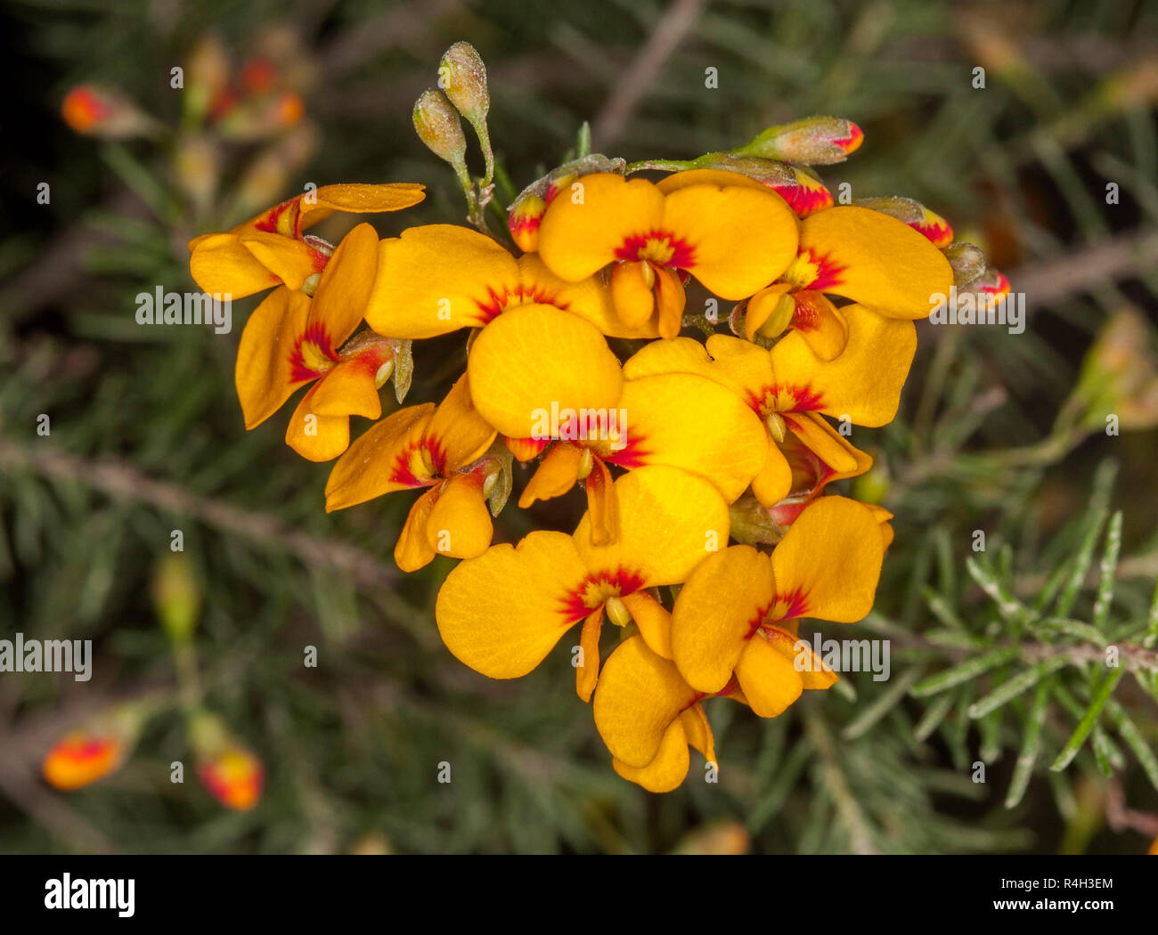 Australian wildflowers, vivid golden yellow flowers with red patches and tiny green leaves of shrub Dillwynia floribunda against dark green background Stock Photo