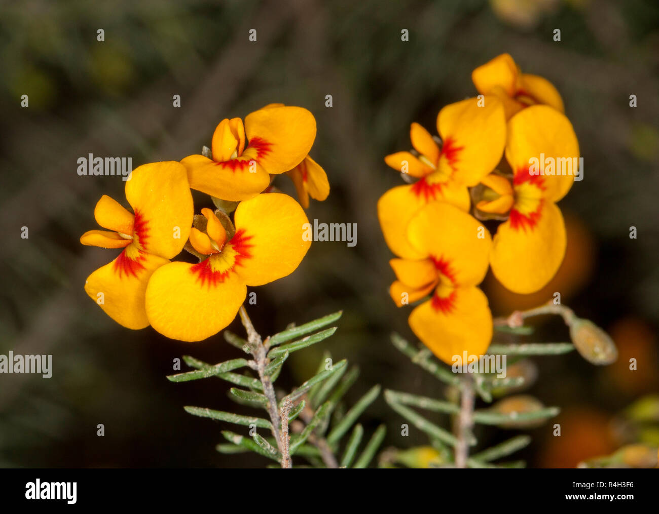 Australian wildflowers, vivid golden yellow flowers with red patches and tiny green leaves of shrub Dillwynia floribunda against dark green background Stock Photo