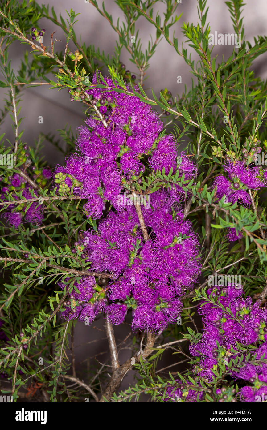 Australian wildflowers, clusters of vivid purple flowers and tiny green leaves of Melaleuca thymifolia, Australian native shrub. Stock Photo