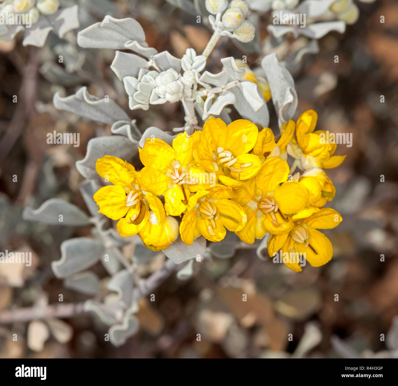 Wildflowers, cluster of vivid yellow flowers and grey / green leaves of Senna / cassia artemisioides, Australian native plant in outback Queensland Stock Photo