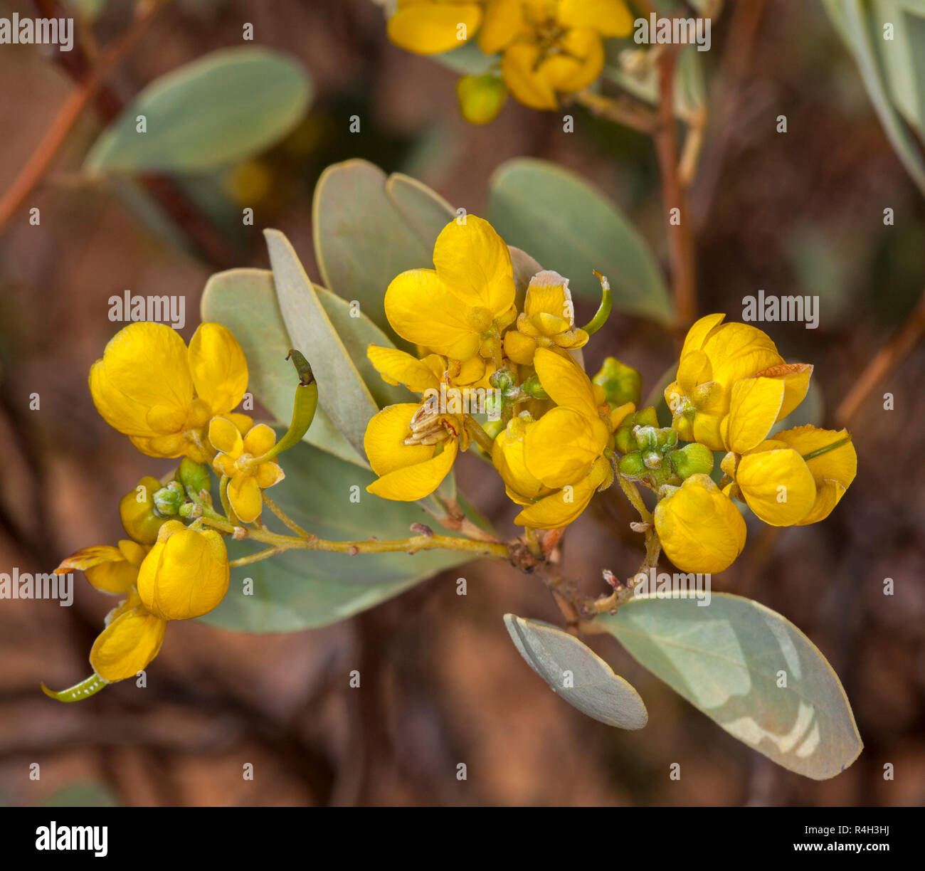 Wildflowers, cluster of vivid yellow flowers and grey / green leaves of Senna / cassia artemisioides, Australian native plant in outback Queensland Stock Photo