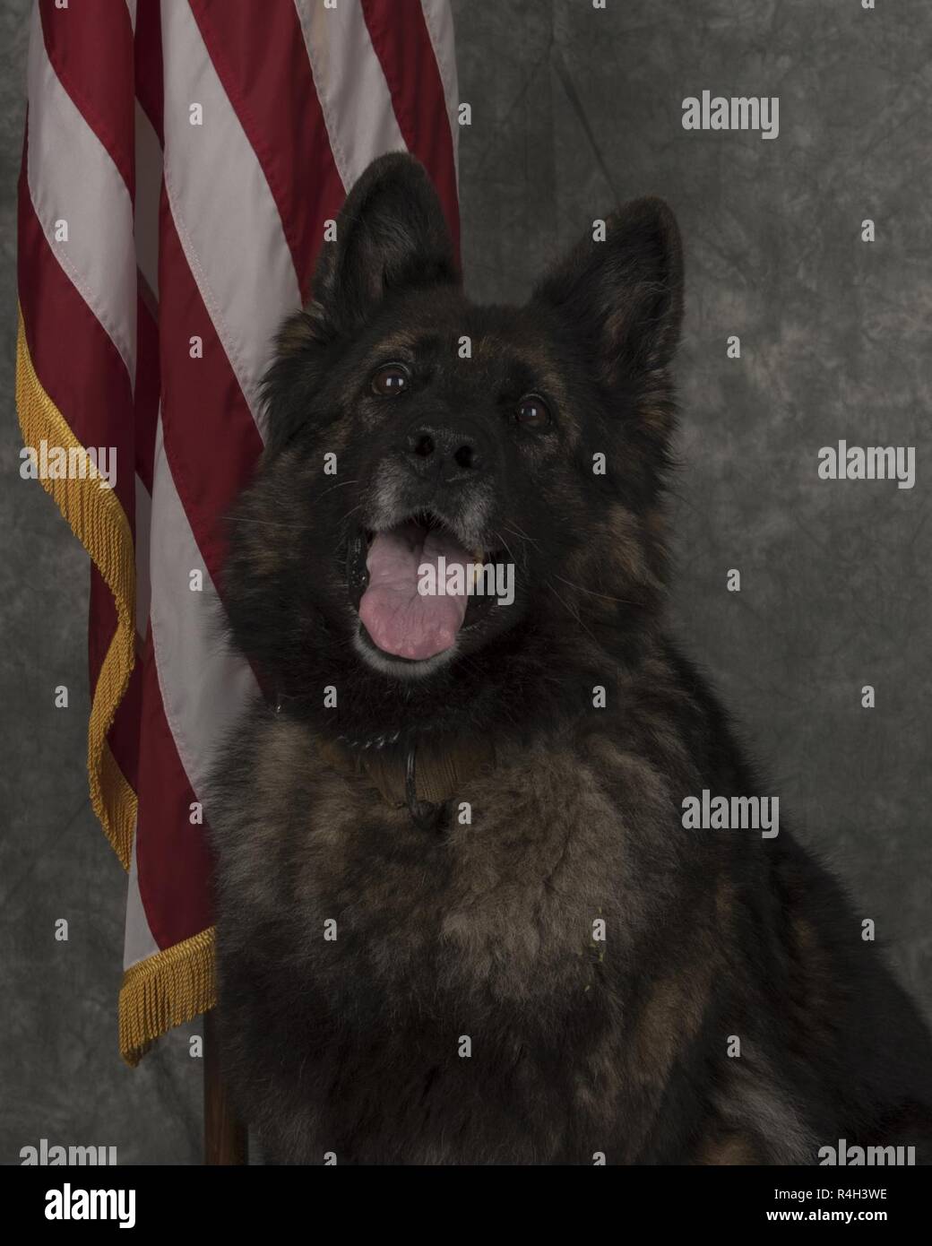 U.S. Air Force military working dog, 96th Security Forces Squadron, poses for an official photo Sept. 28, 2018, at Eglin Air Force Base, Fla. Stock Photo
