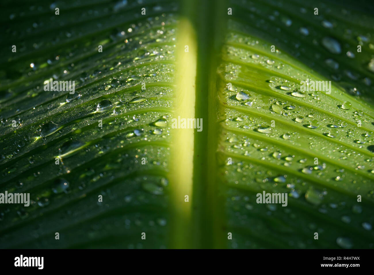 Raindrops on Banana Leaf Stock Photo