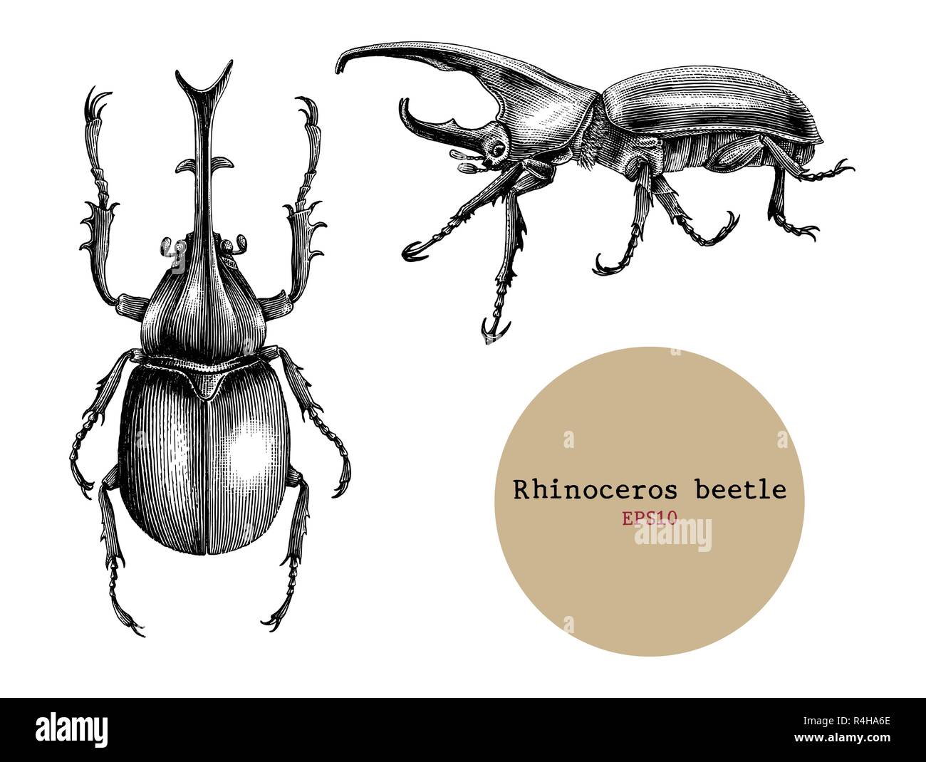 rhinoceros beetle hand drawing vintage engraving illustrationdrawing design for tattoo R4HA6E