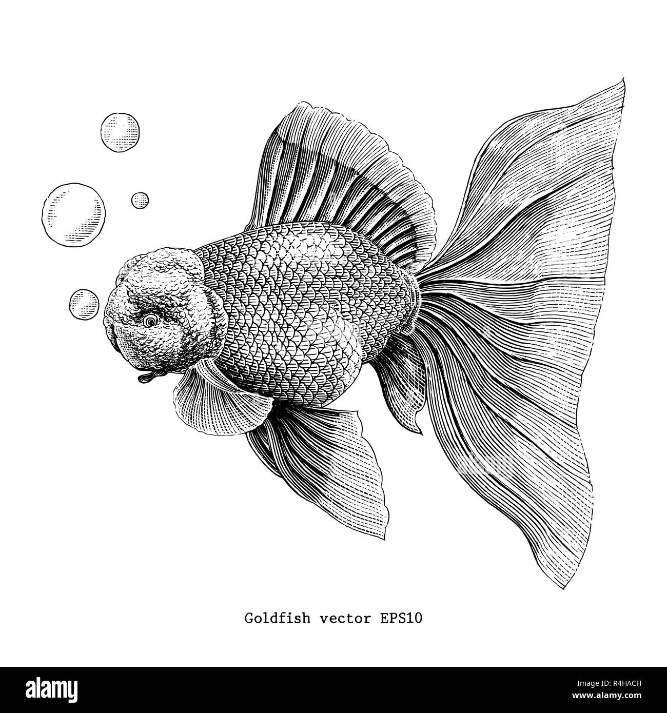 Goldfish hand drawing vintage engraving illustration Stock Vector