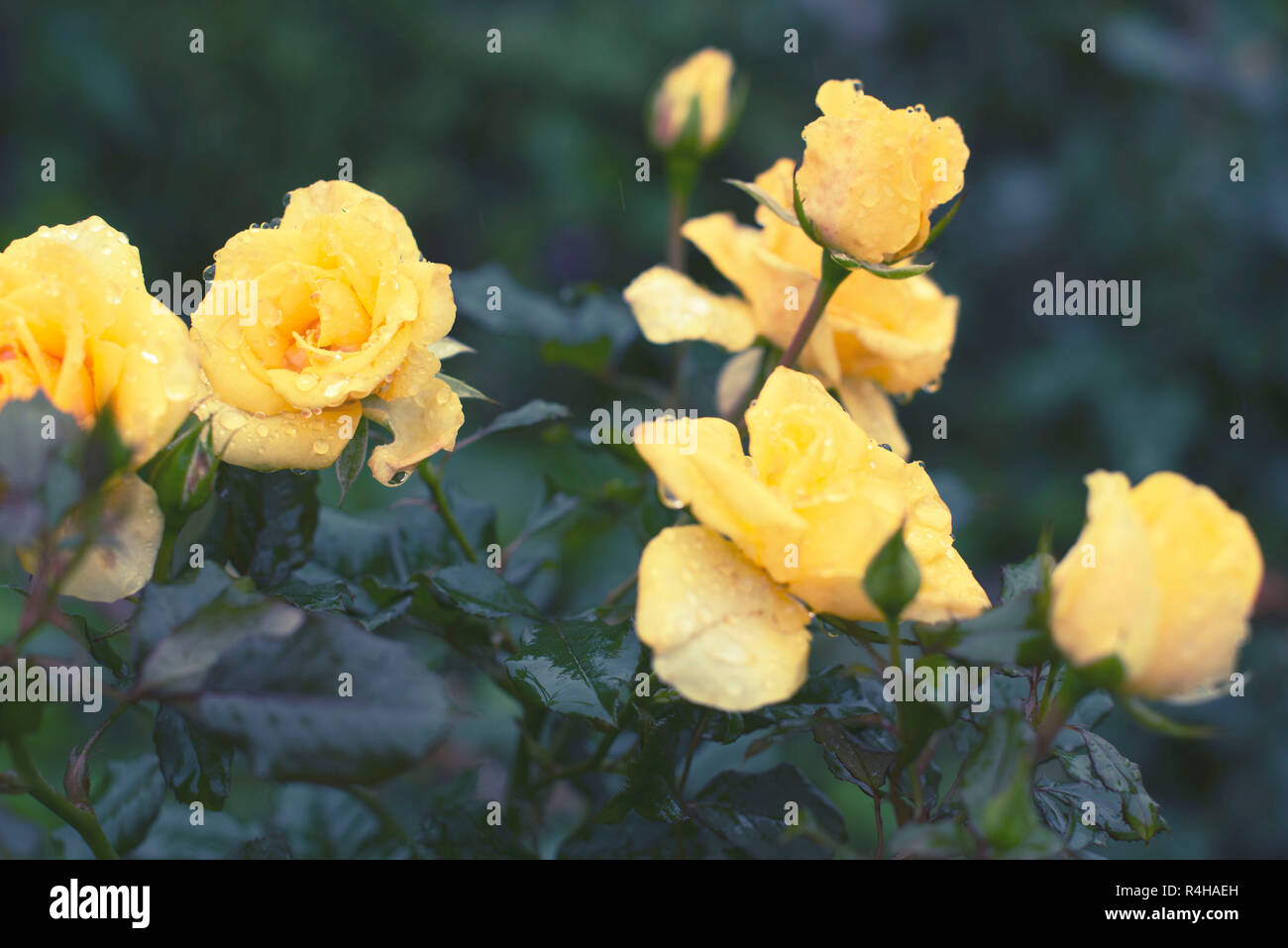 Yellow rose bush hi-res stock photography and images - Alamy