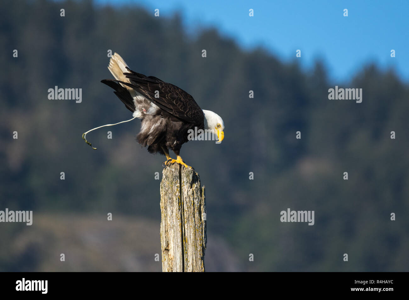Pooping High Resolution Stock Photography and Images Alamy