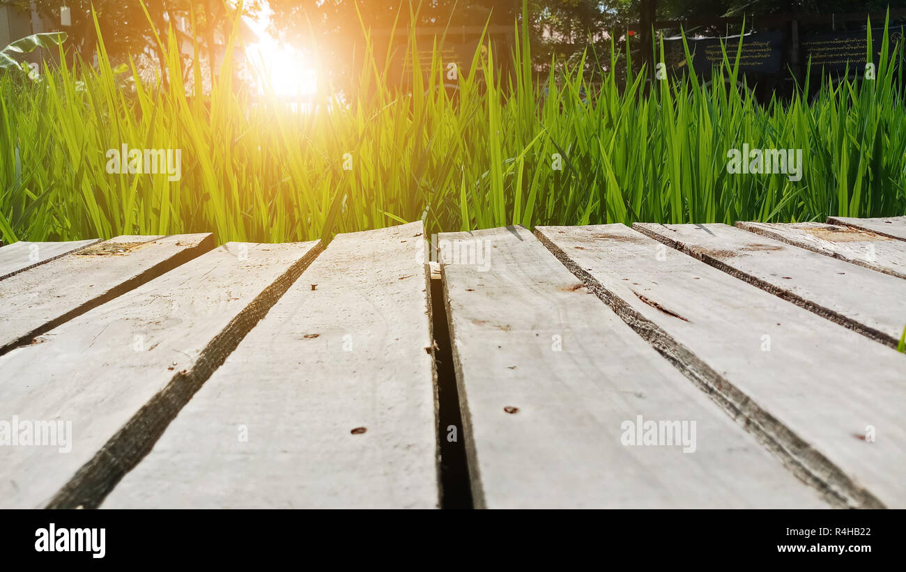 Rice field walk hi-res stock photography and images - Alamy
