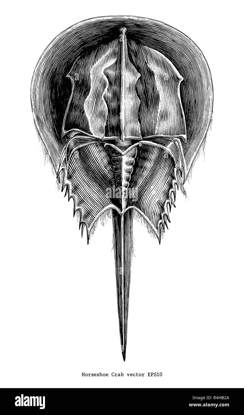 Horseshoe Crab vintage clip art Stock Vector Image & Art Alamy