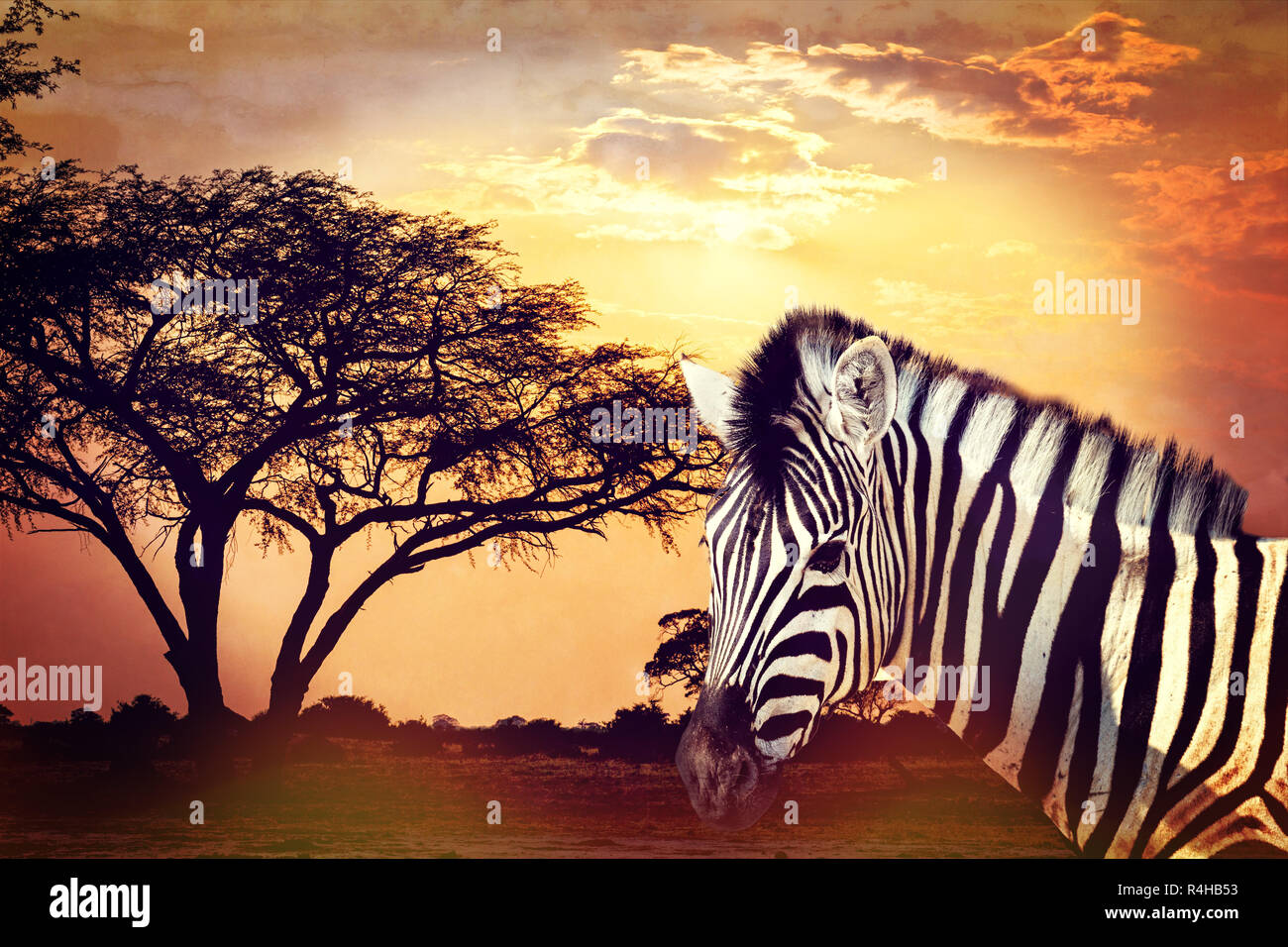 Zebra portrait on african sunset with acacia background. Africa safari Wildlife concept Stock Photo