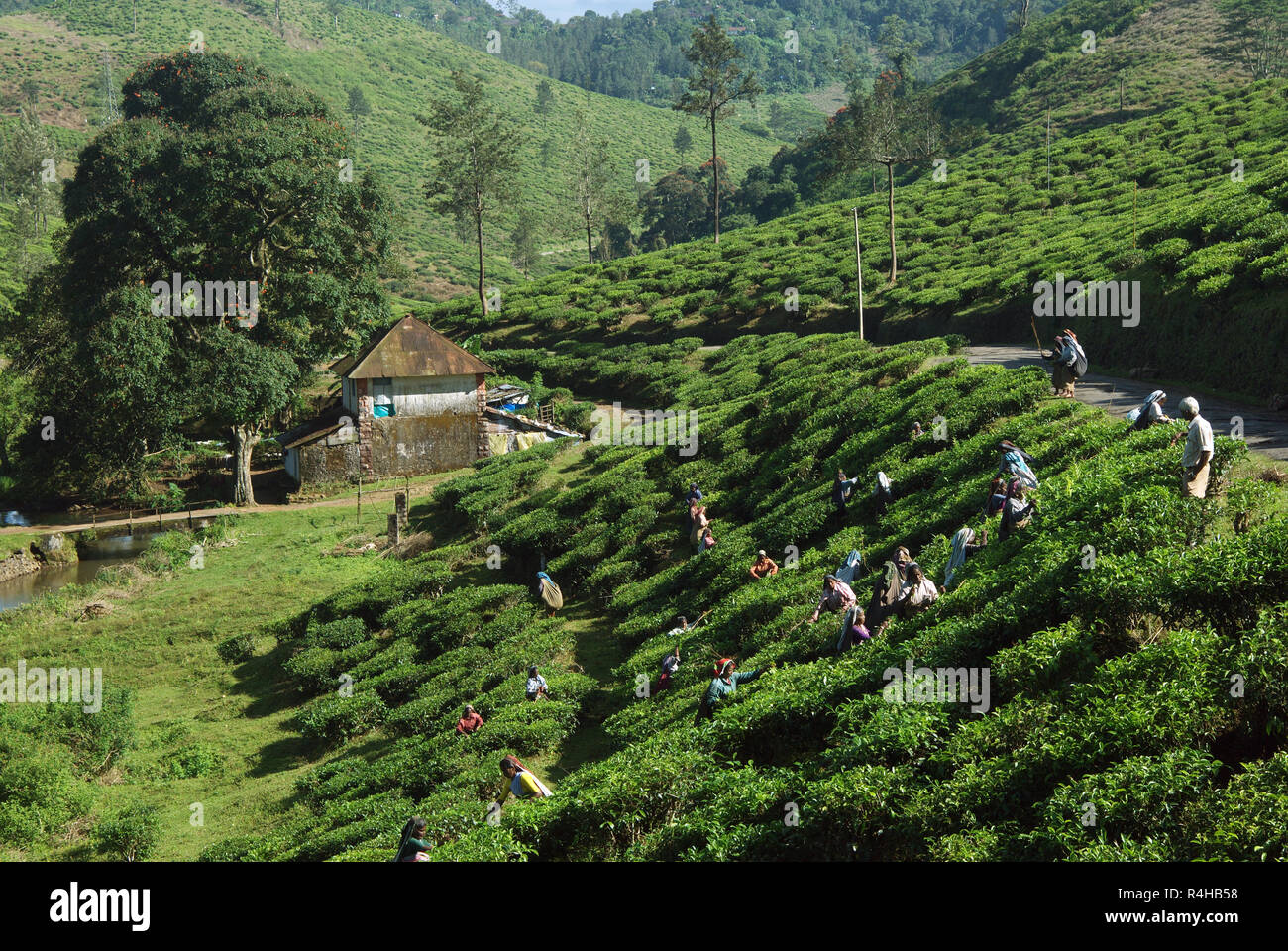 Tea plantations Stock Photo