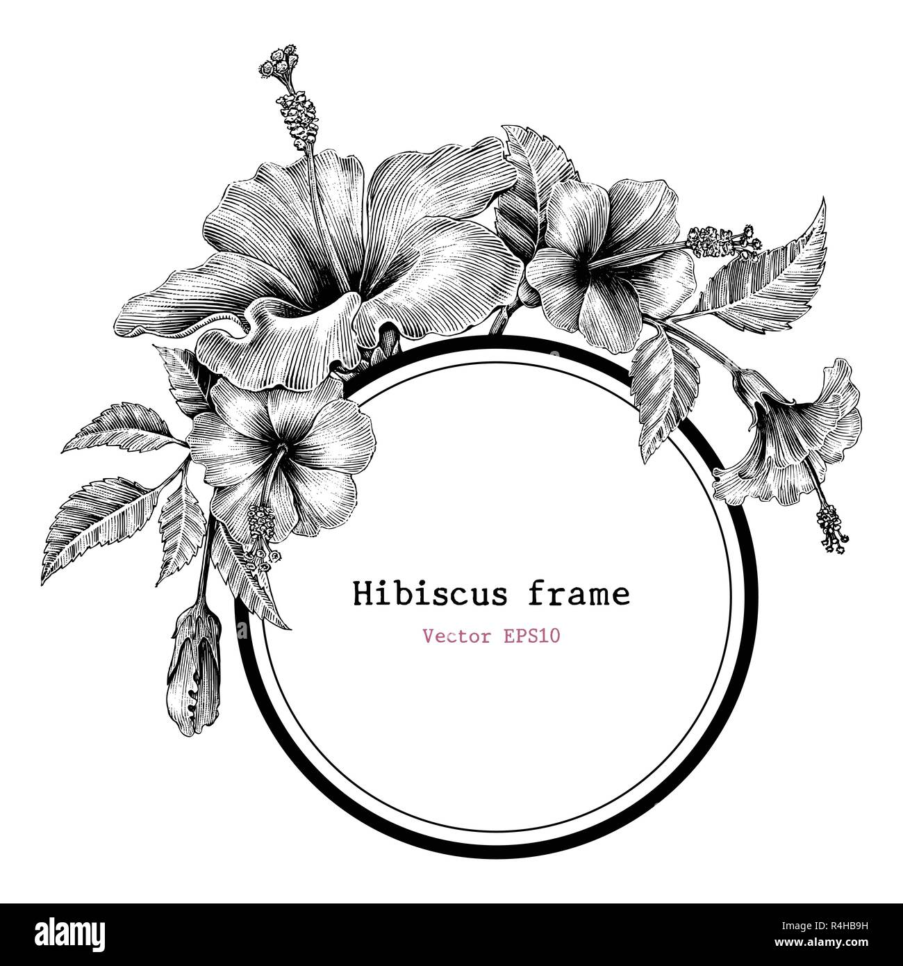 Hibiscus flower frame hand drawing vintage clip art Stock Vector