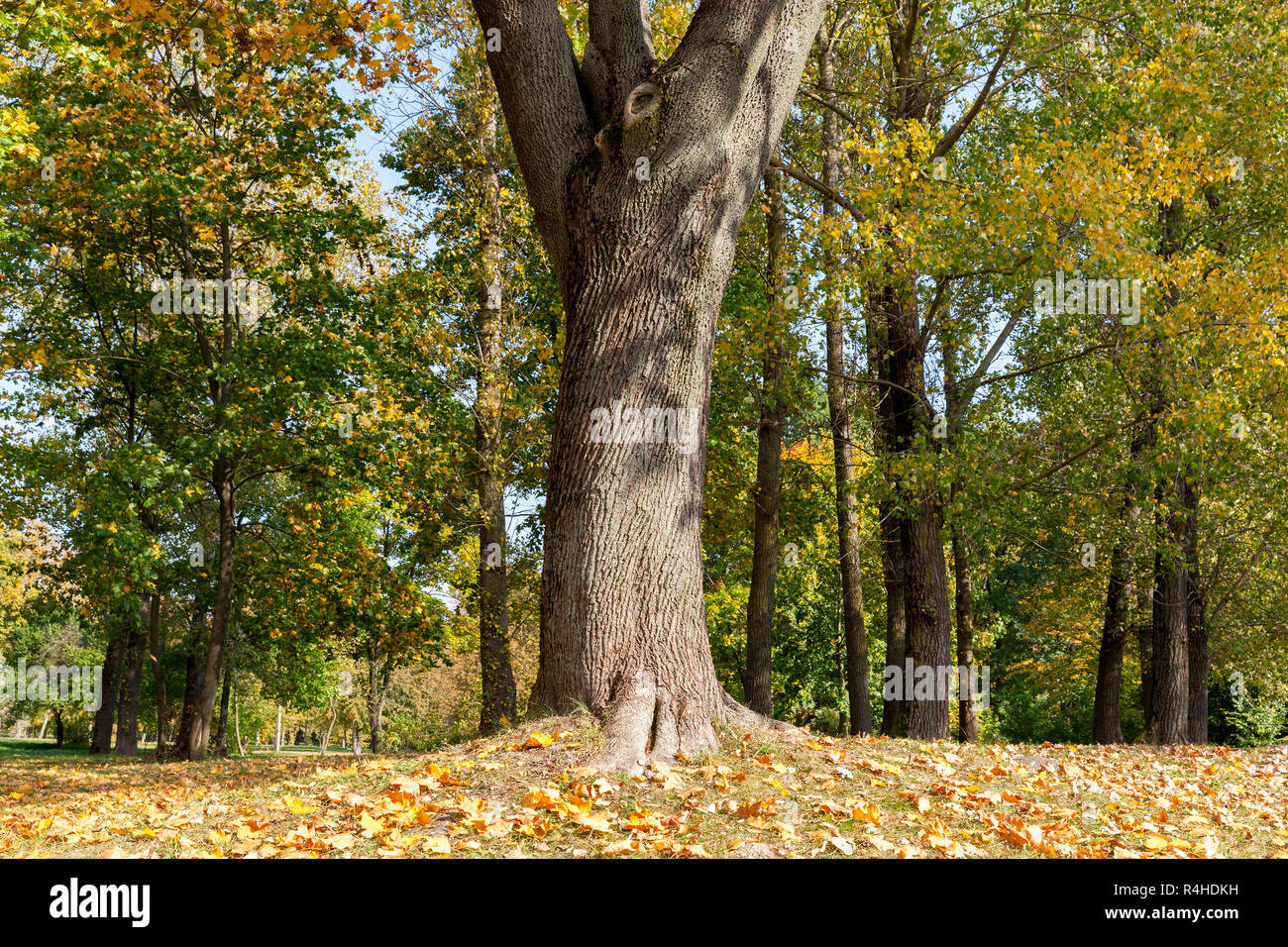 yellowed maple trees in autumn Stock Photo