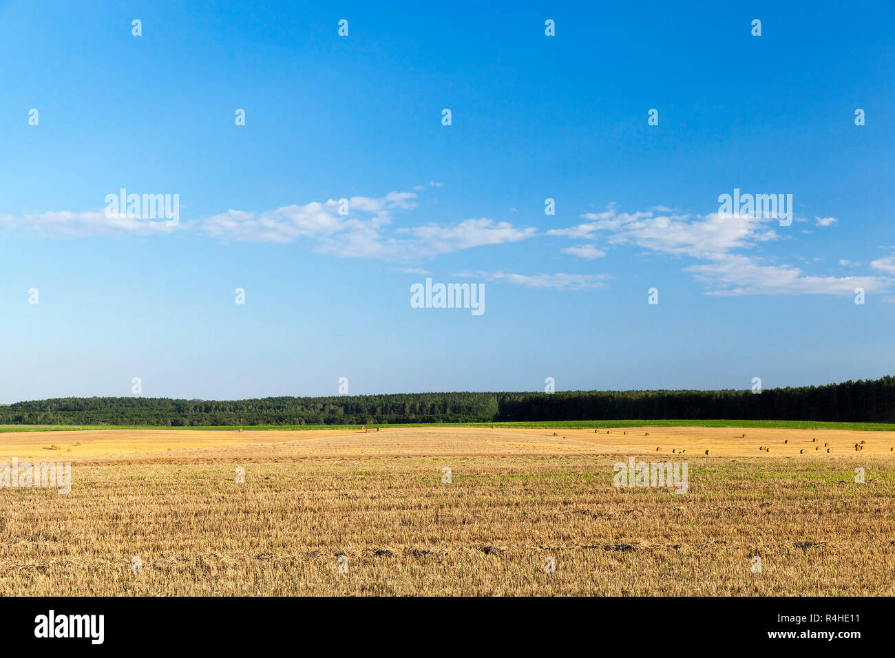 agricultural field and blue sky Stock Photo