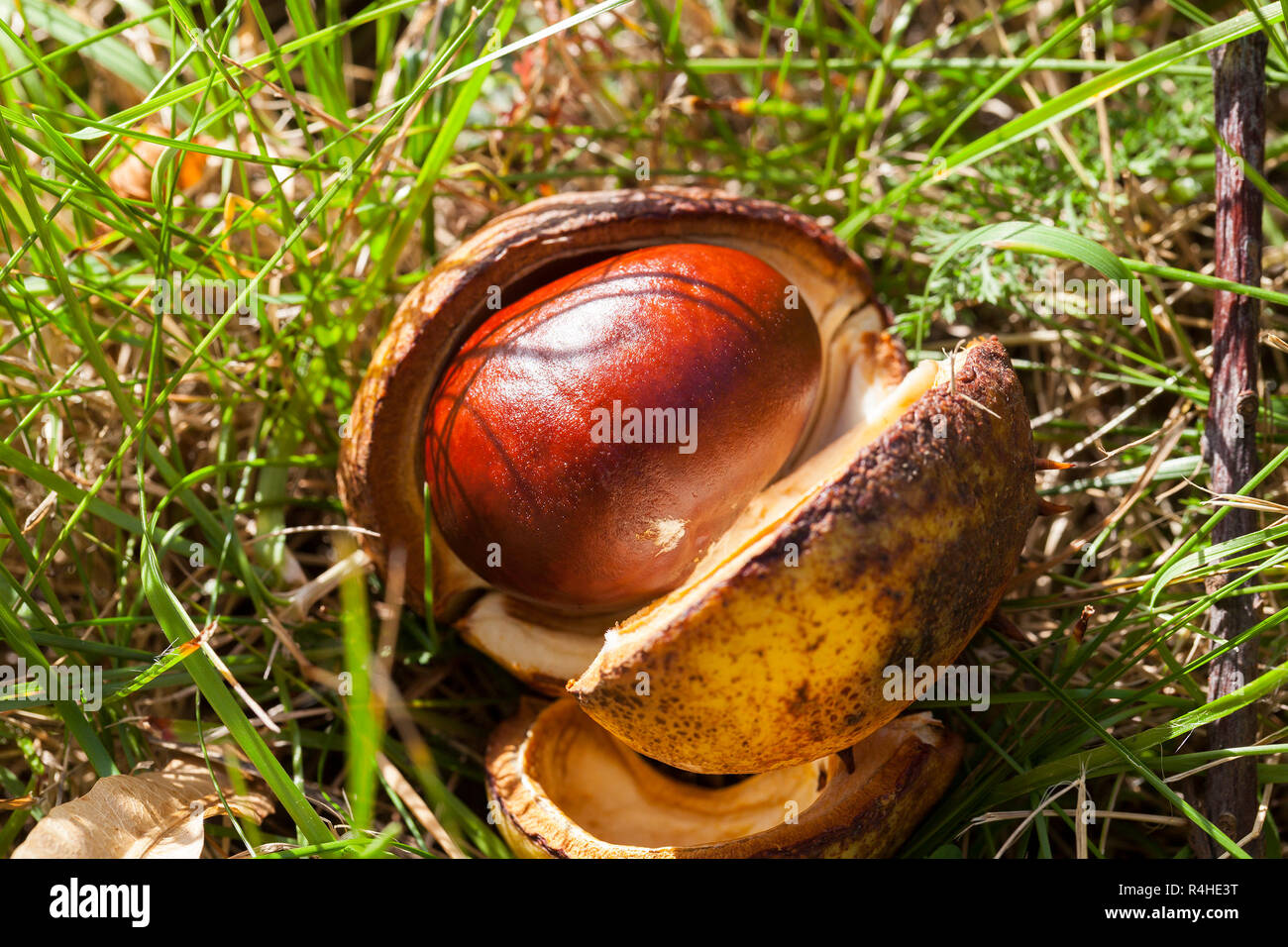 ripe fruit chestnut Stock Photo - Alamy
