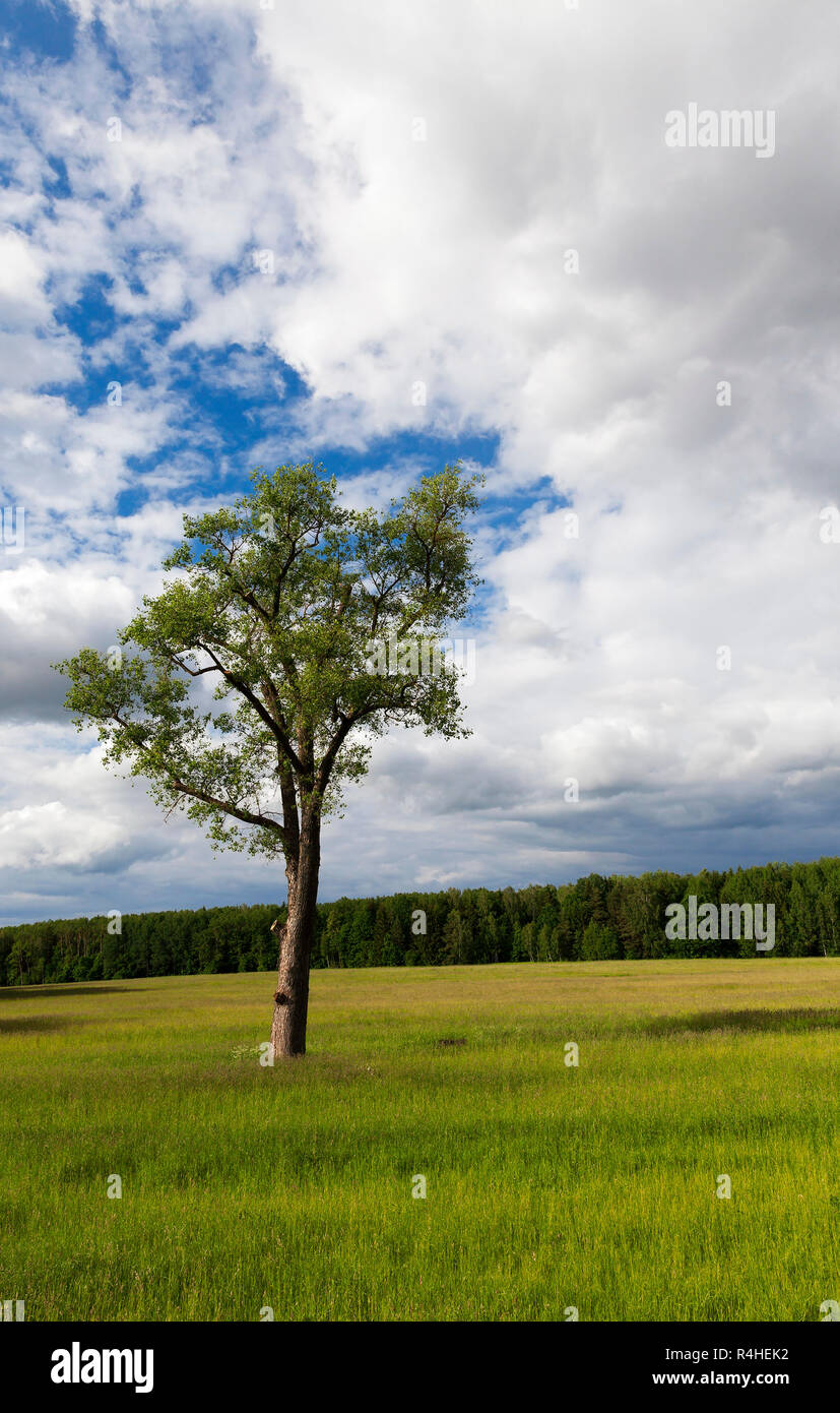 Lone tree in corn field hi-res stock photography and images - Alamy