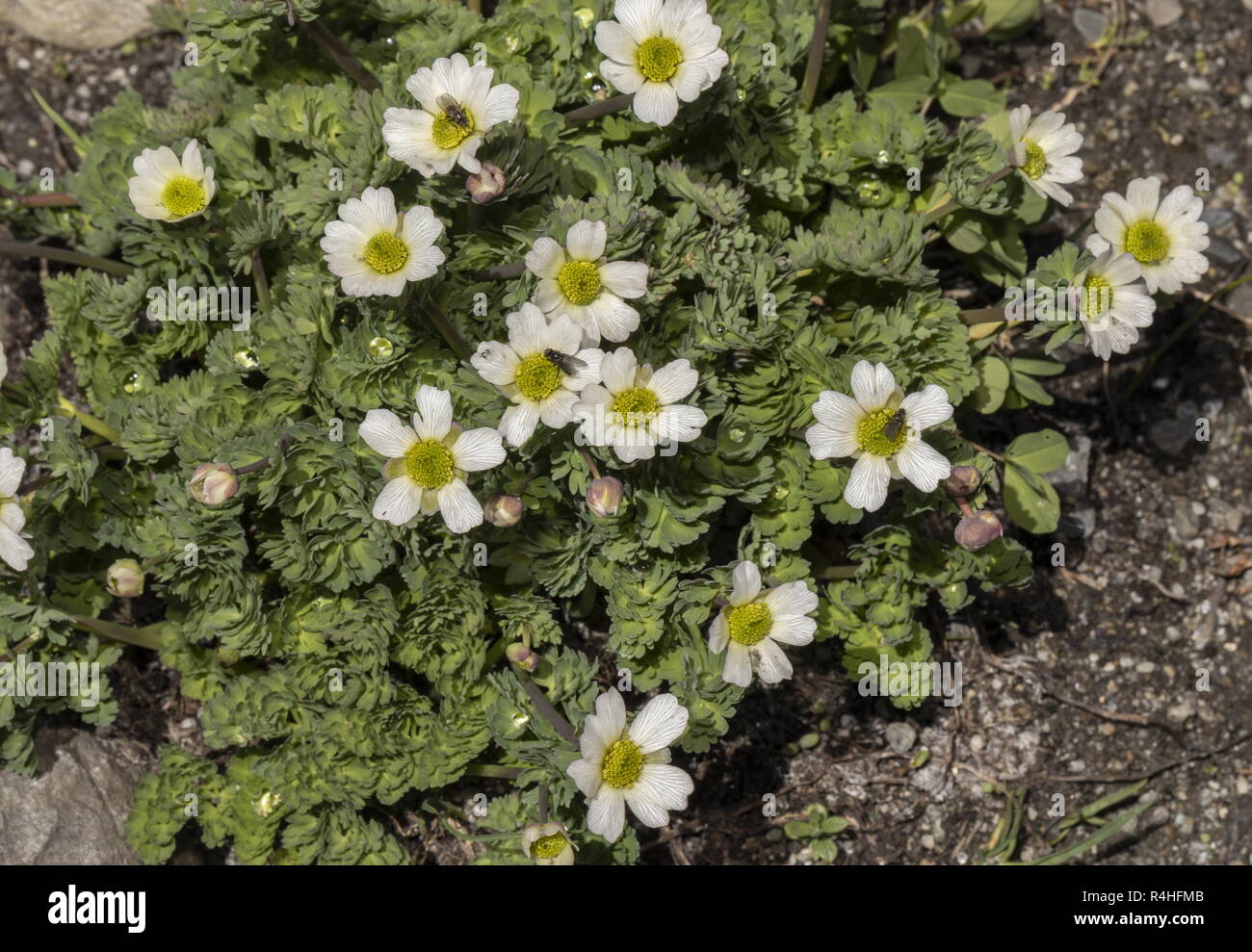 Callianthemum coriandrifolium, in flower in the french Alps. Stock Photo