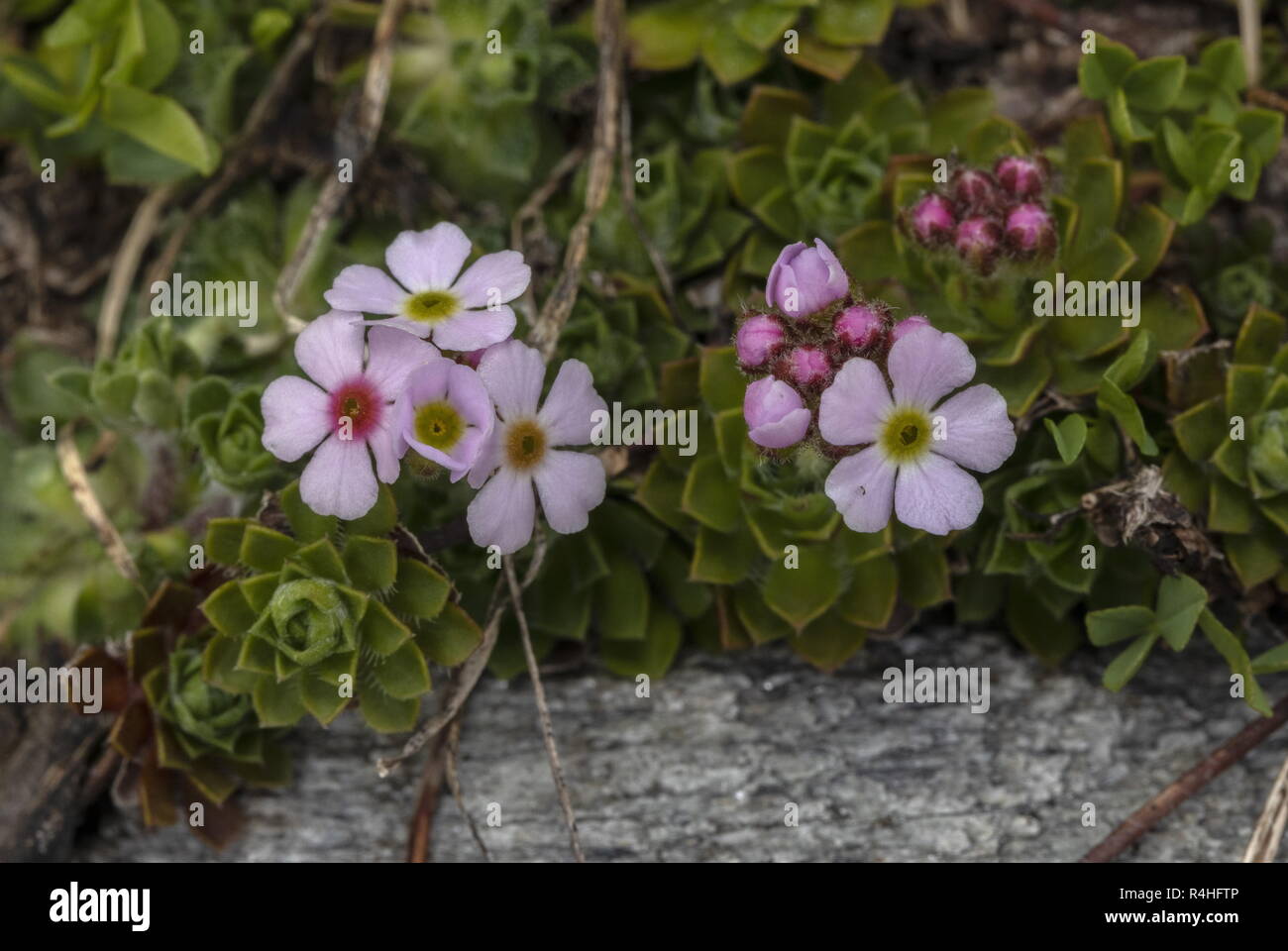 Needle-Tipped Rock Jasmine, Androsace mucronifolia, in flower in rock garden. From Kashmir. Stock Photo