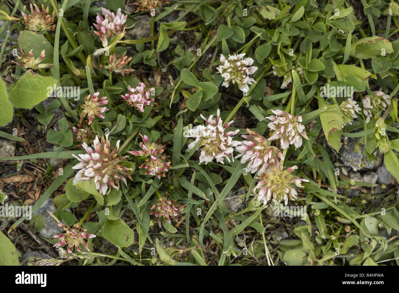 Thal's Clover, Trifolium thalii in flower in the french Alps. Stock Photo