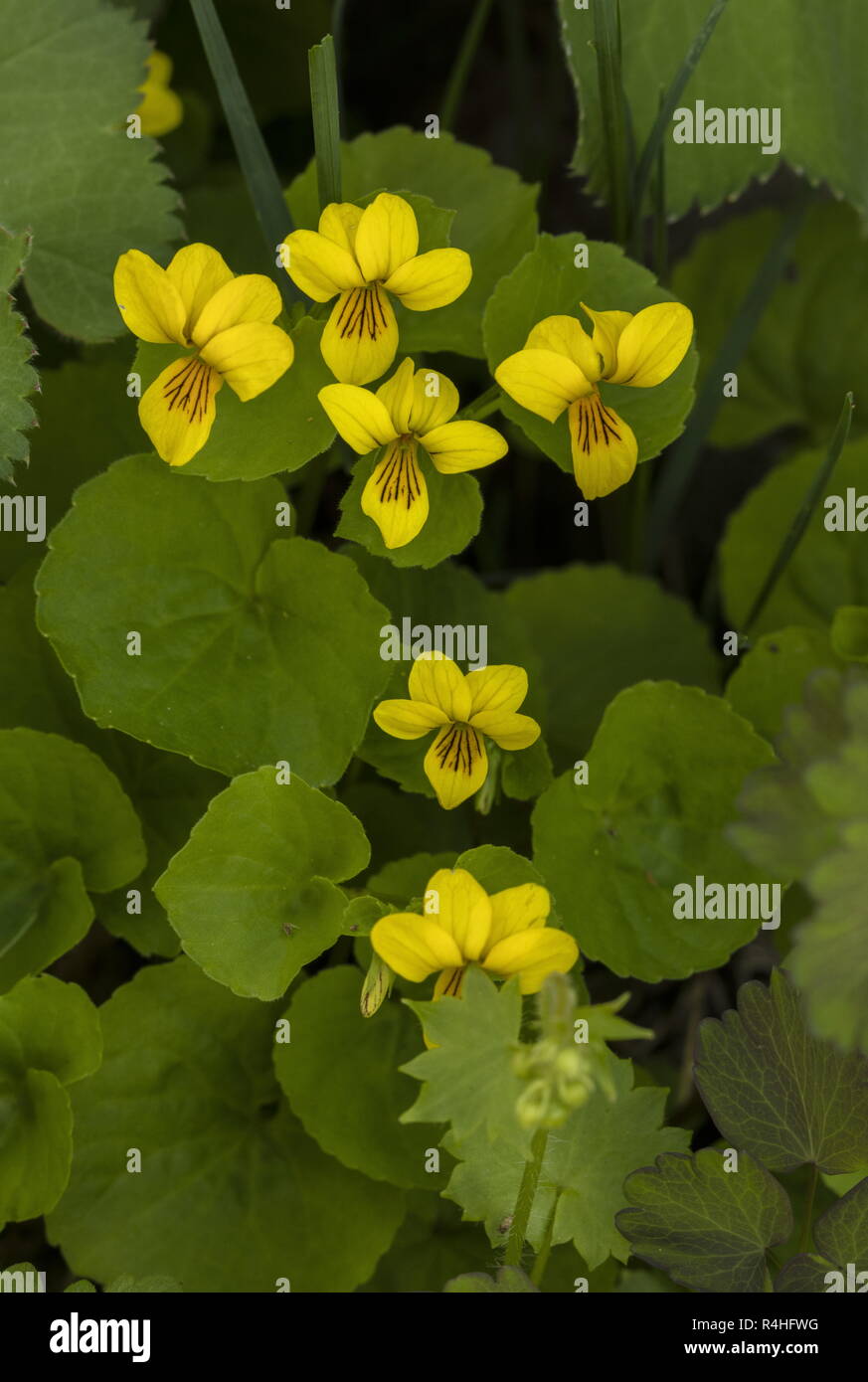 Yellow Wood Violet, Viola biflora, in flower in the french Alps. Stock Photo