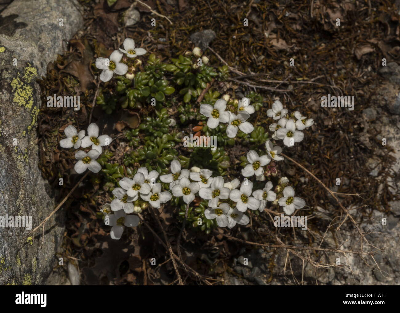 Chamois Cress, Hornungia alpina, in flower in the French Alps. Stock Photo