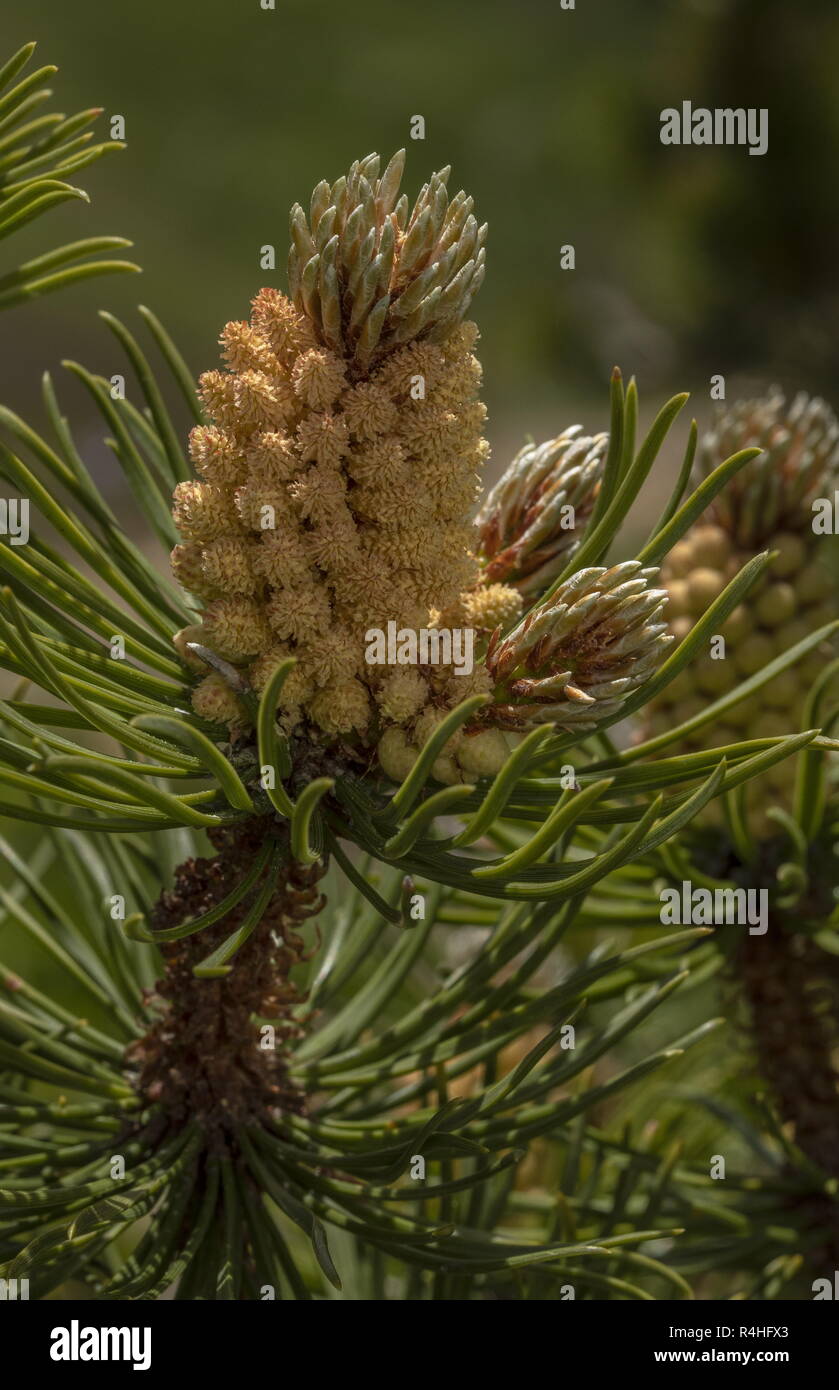 Dwarf mountain pine, Pinus mugo, with male flowers and needles, french Alps. Stock Photo