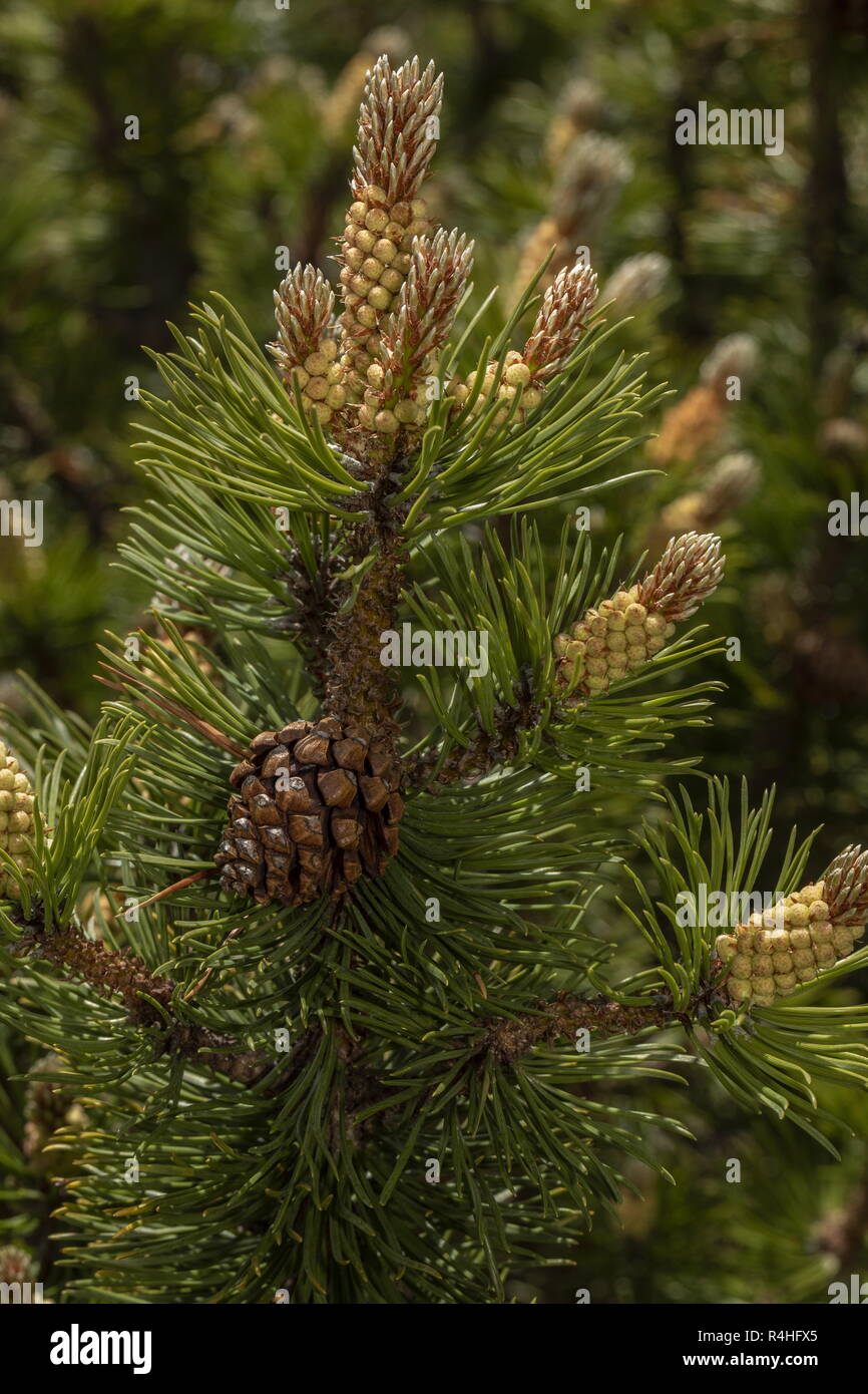 Dwarf mountain pine, Pinus mugo, with male flowers, female cones and needles, french Alps. Stock Photo
