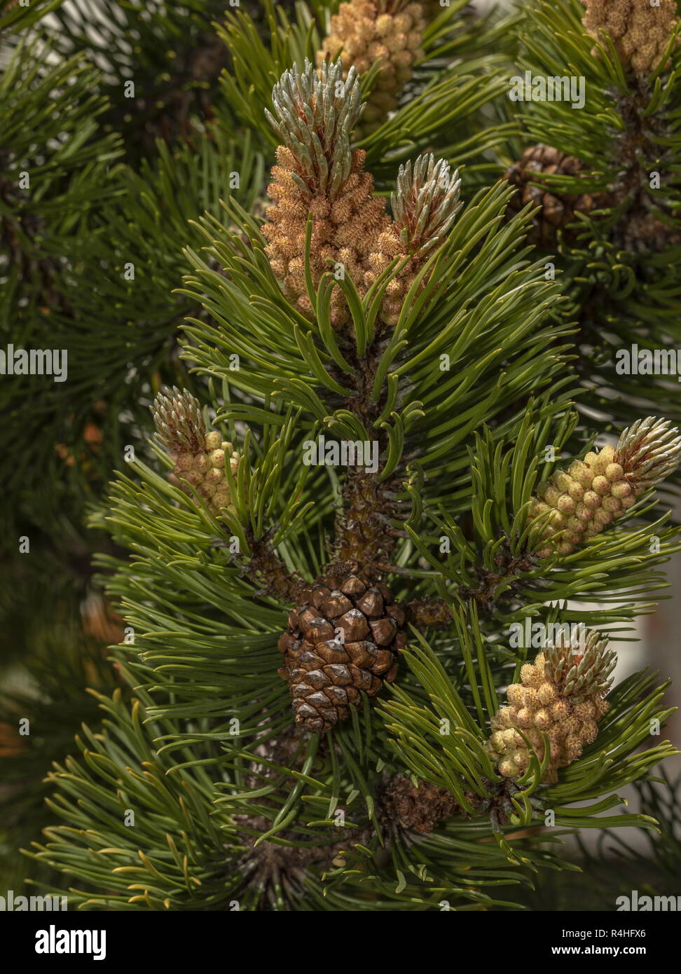 Dwarf mountain pine, Pinus mugo, with male flowers, female cones and needles, french Alps. Stock Photo