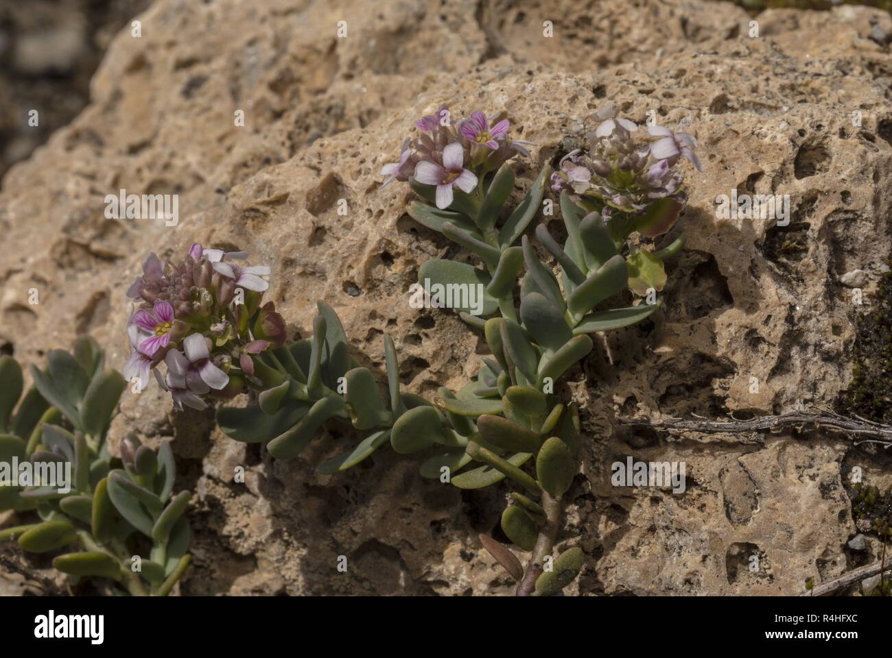 Thomas's Burnt Candytuft, Aethionema thomasianum, in flower; endemic to western Alps. France. Stock Photo