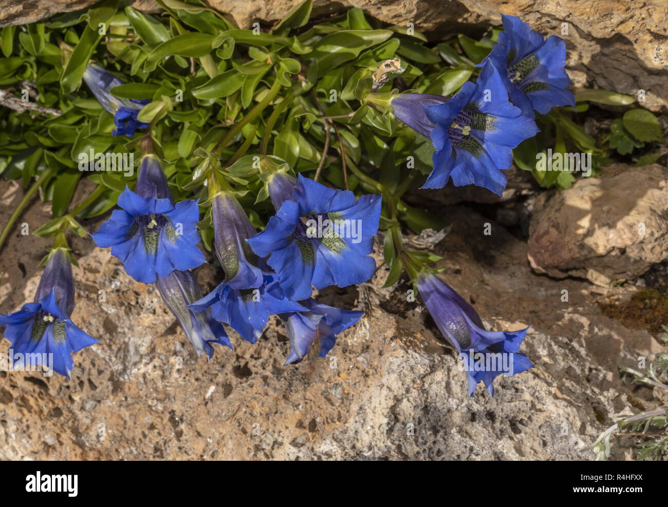 Ligurian Gentian or Trumpet Gentian, Gentiana ligustica in flower; Alps