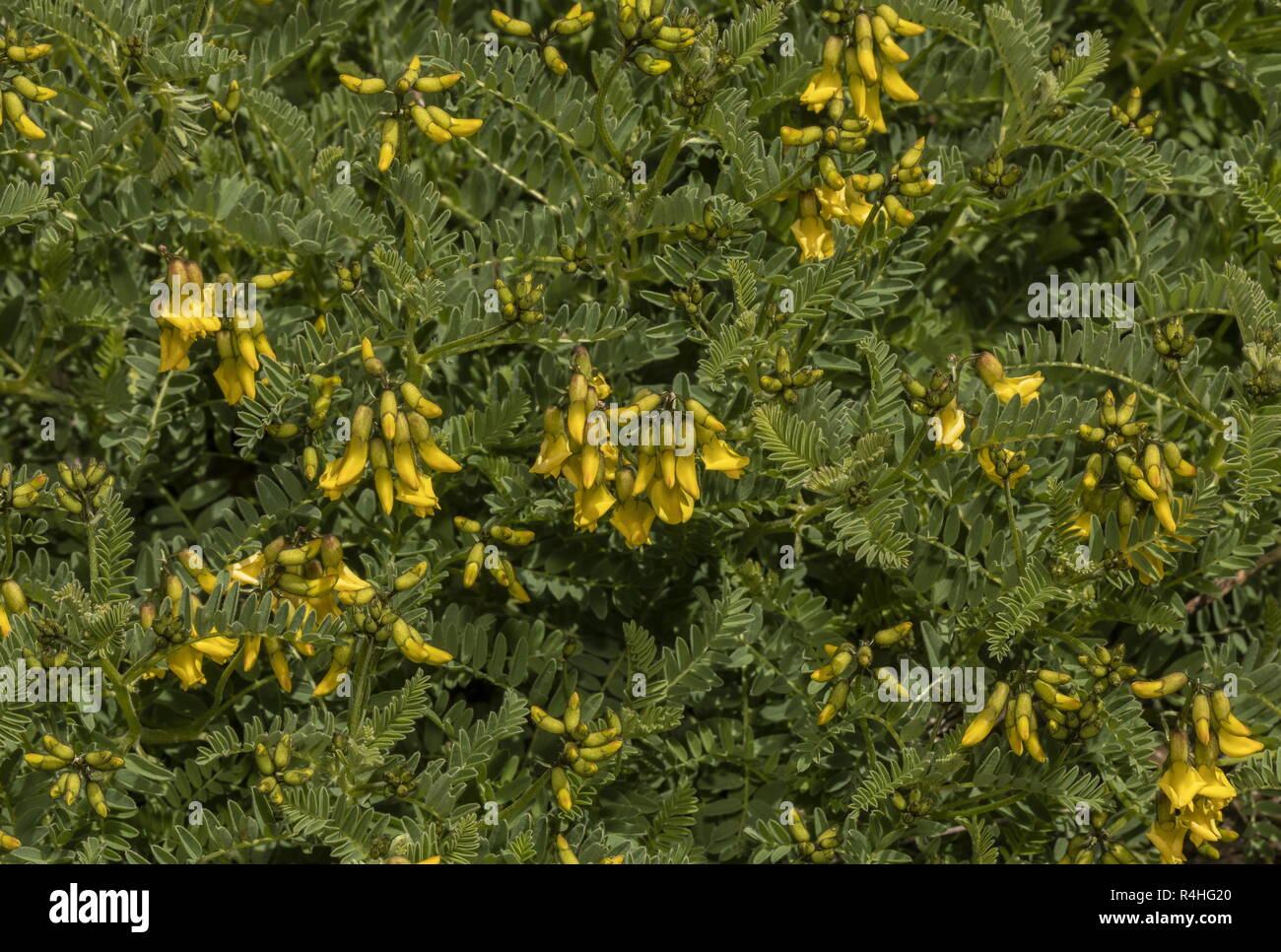 Mountain Lentil, Astragalus penduliflorus, in flower, French Alps. Stock Photo