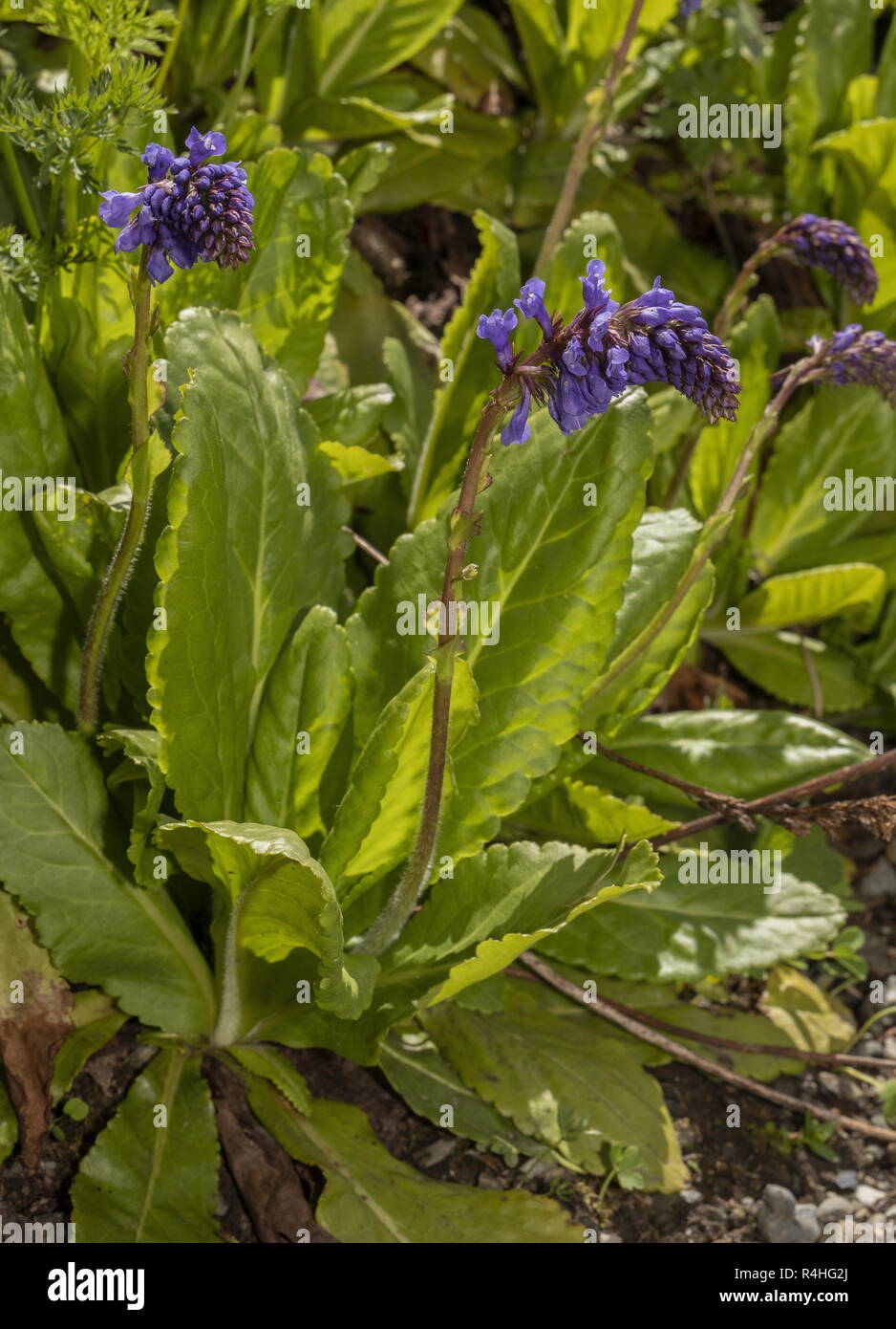 Wulfenia, Wulfenia carinthiaca, in flower; endemic to the Carnic Alps, Austria. Stock Photo