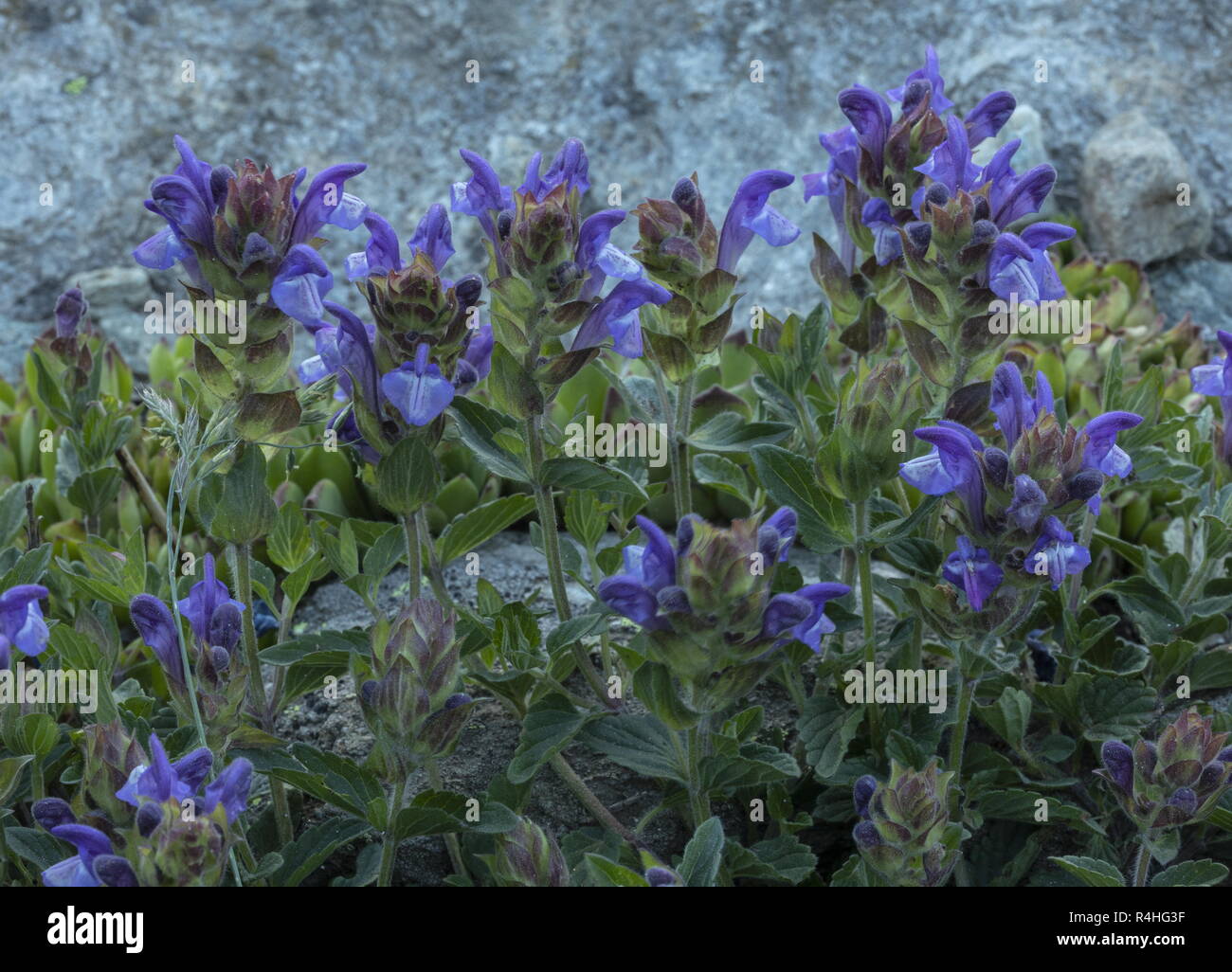 alpine skullcap, Scutellaria alpina, in flower in the Italian Alps. Stock Photo