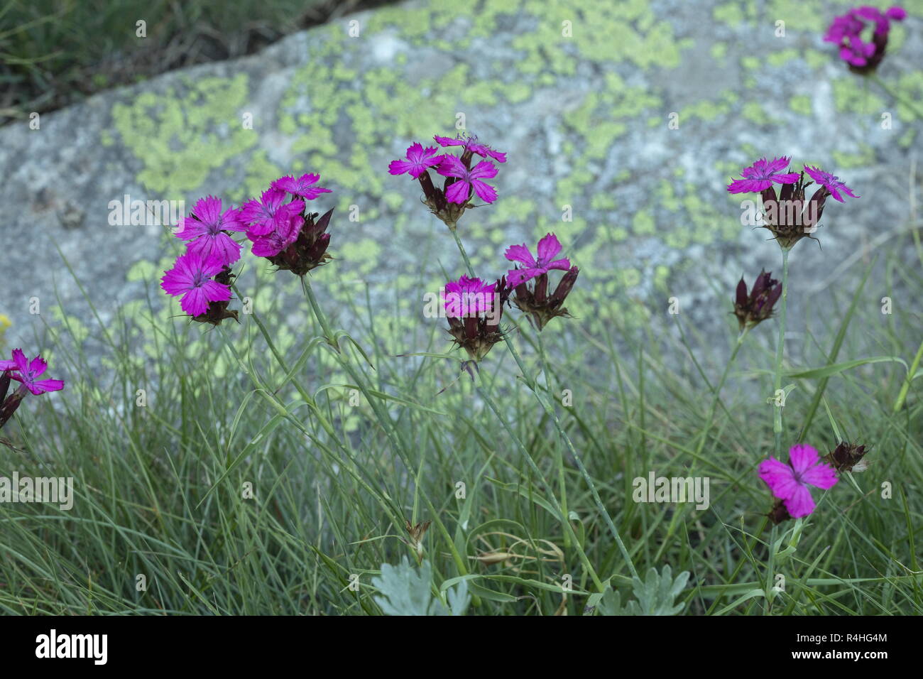 Carthusian Pink, Dianthus carthusianorum, in flower in the italian Alps. Stock Photo