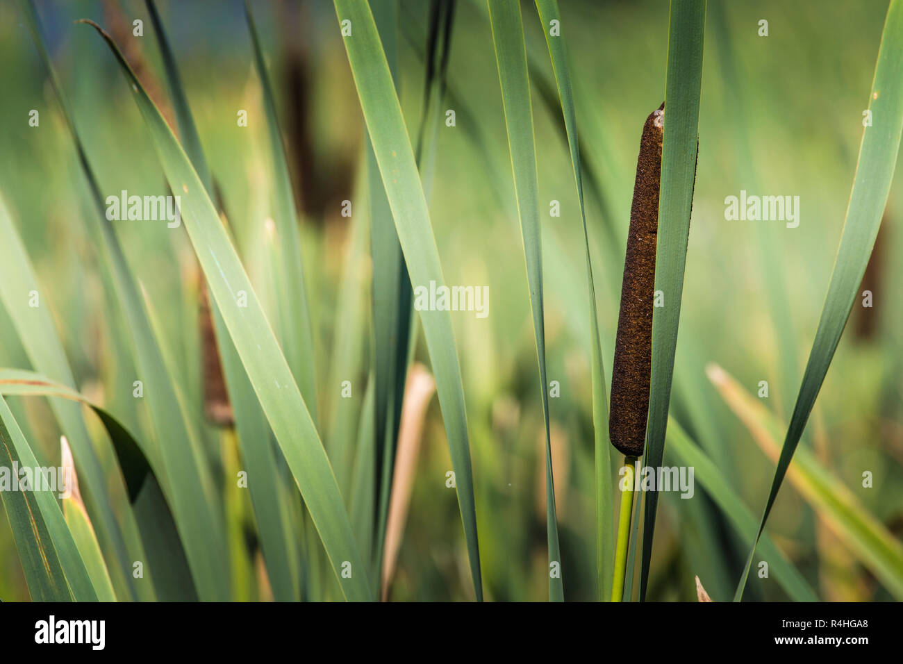 Acorus - cattail bush, Suwalki, Poland. Stock Photo