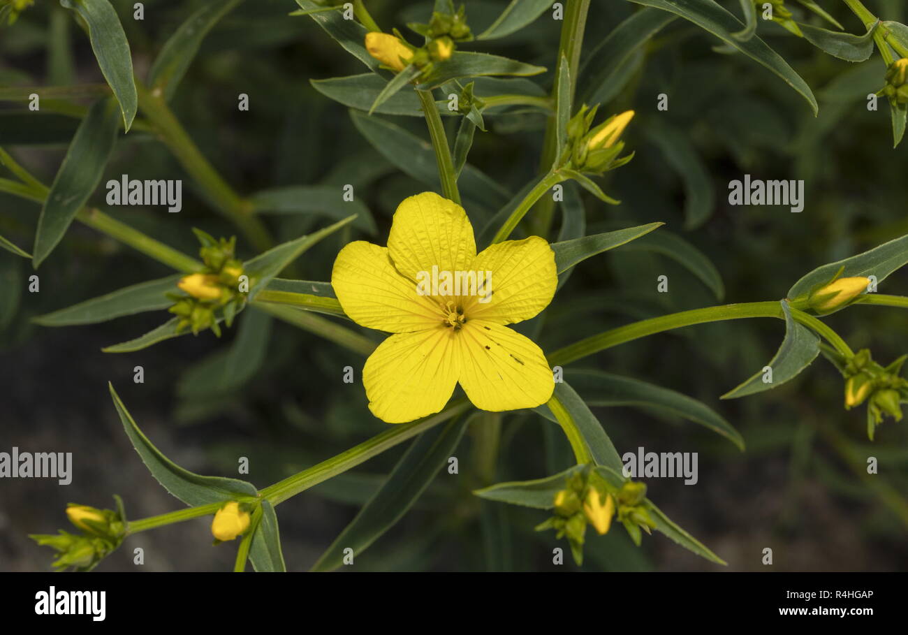 A yellow flax, Linum campanulatum, in flower, Italy. Stock Photo
