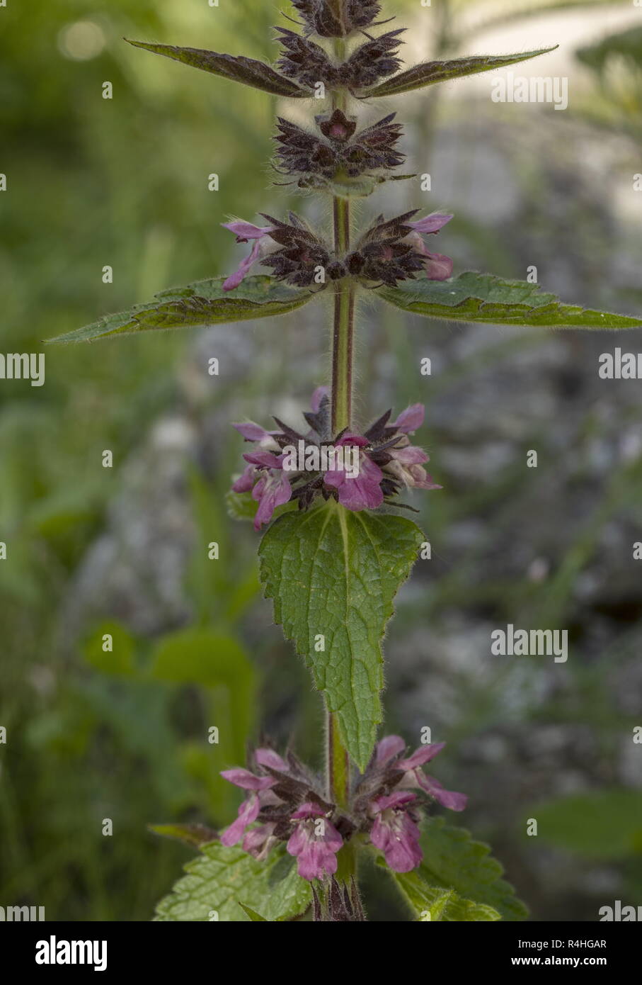 Limestone woundwort, Stachys alpina, in flower. Very rare in UK. Stock Photo