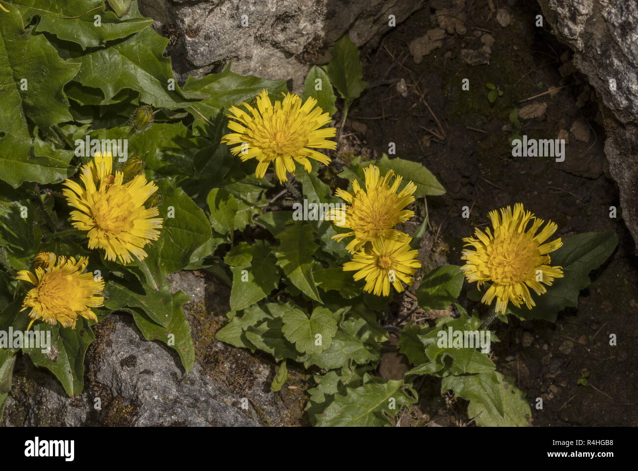 Dwarf Hawkweed, Hieracium humile, in flower in the Italian Alps. Stock Photo