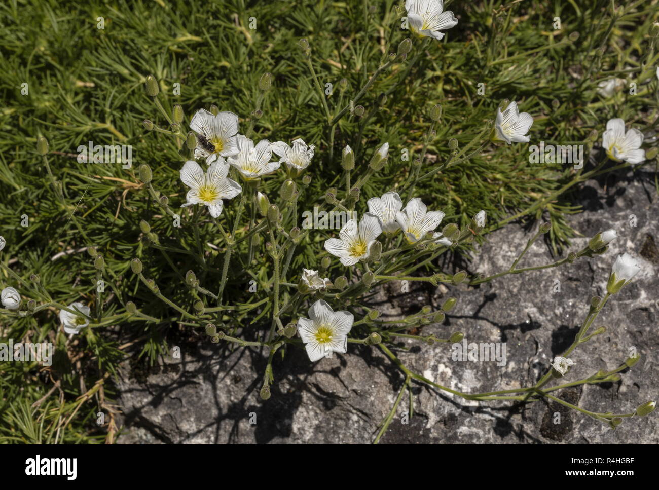 A sandwort, Minuartia capillacea, in flower, Italian Alps. Stock Photo