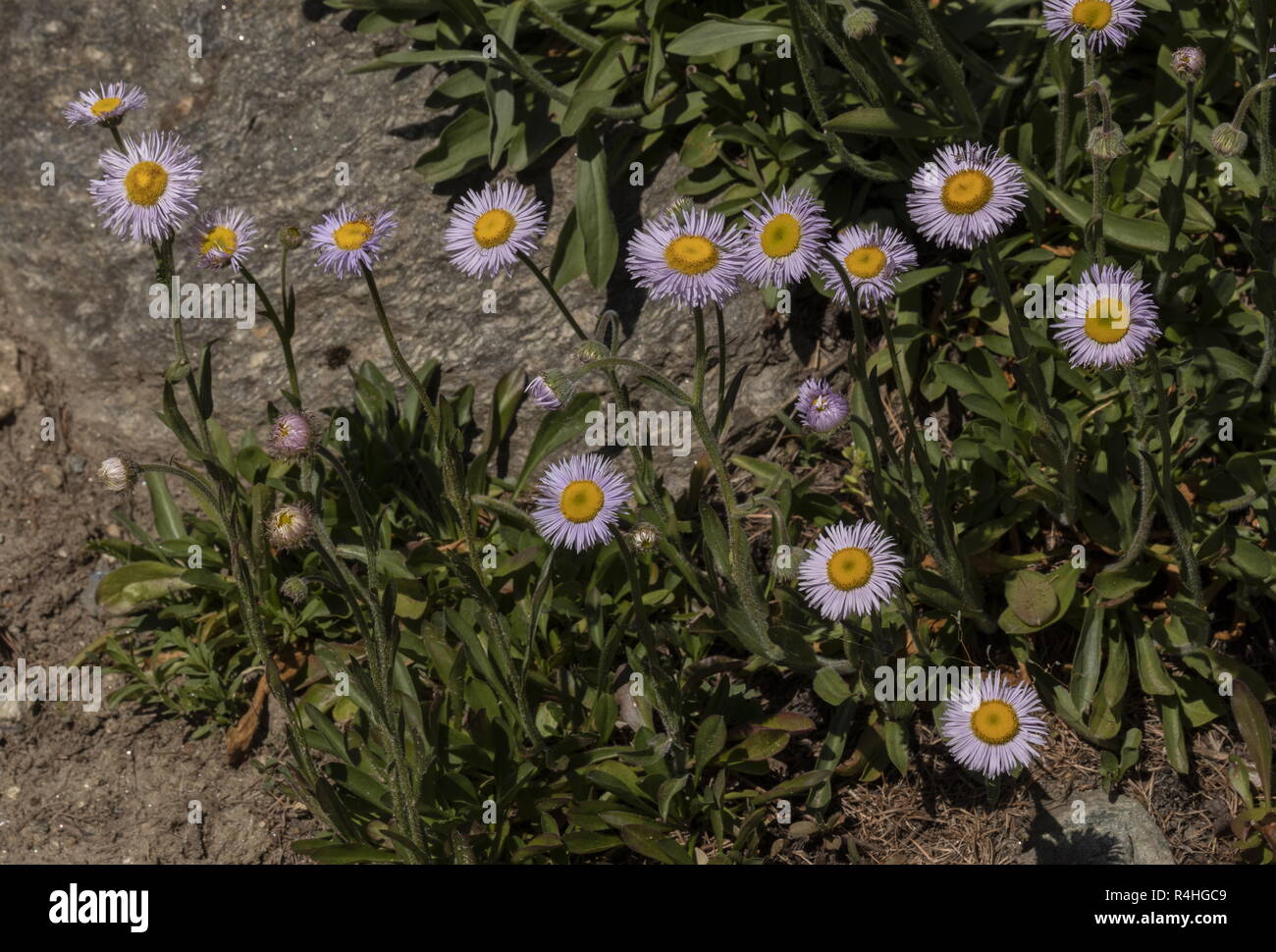 Alpine fleabane, Erigeron alpinus, in flower in the Italian Alps. Stock Photo