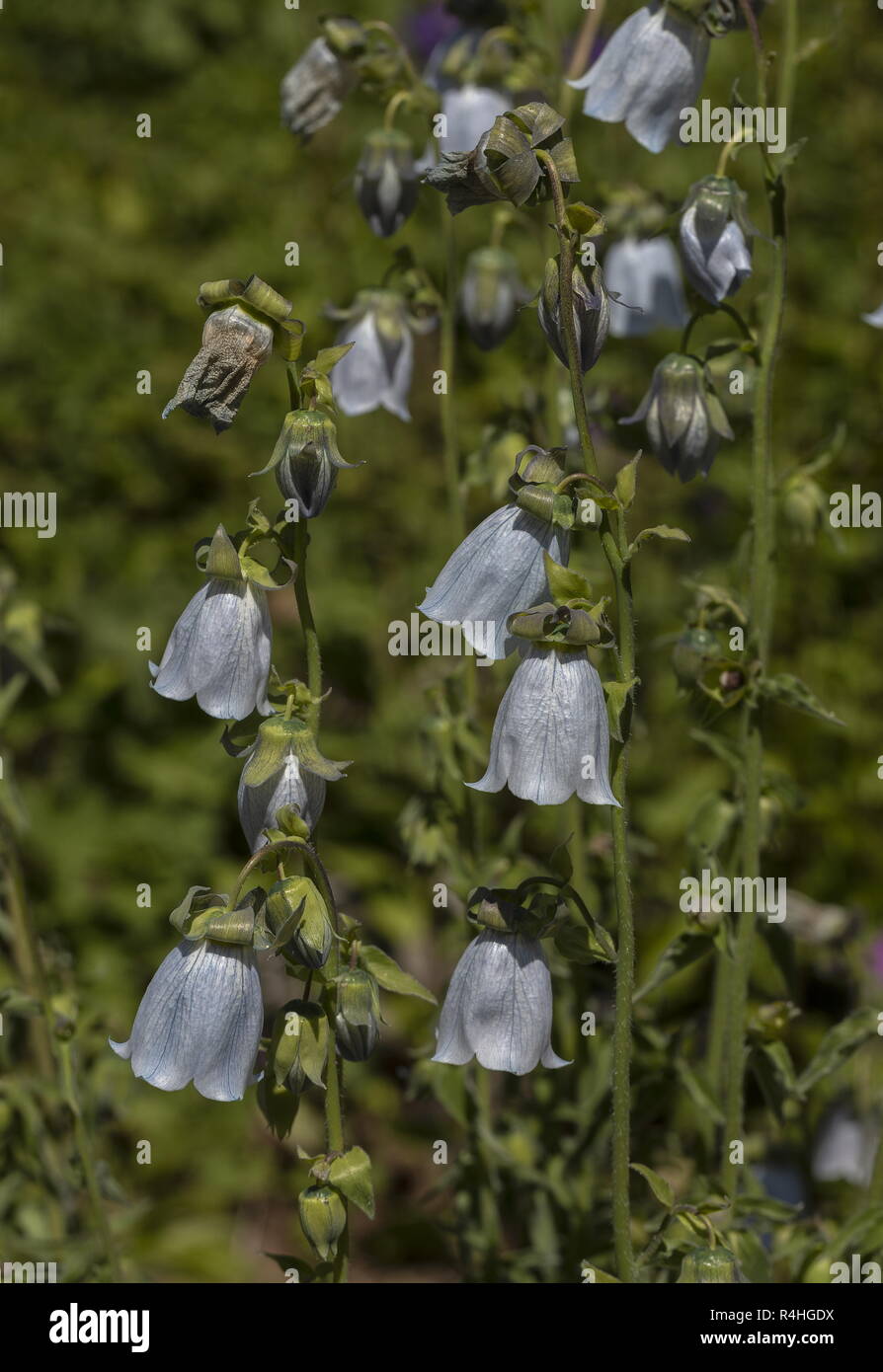 Bonnet Bellflower, Codonopsis clematidea, in flower in garden; from mountains of eastern Asia. Stock Photo