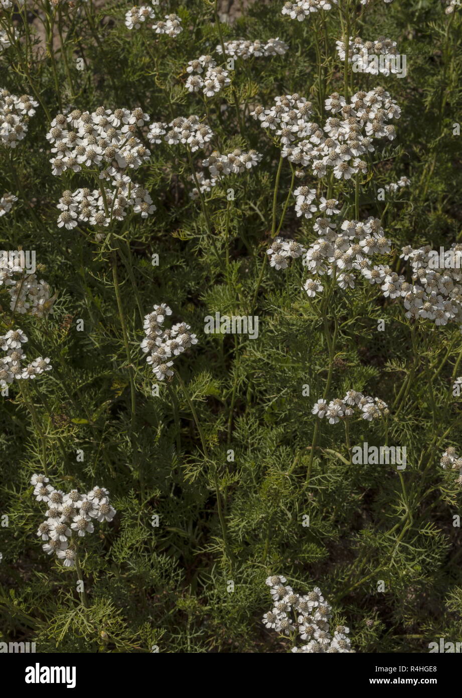 A yarrow, Achillea abrotanoides, in cultivation; from the Balkans. Stock Photo