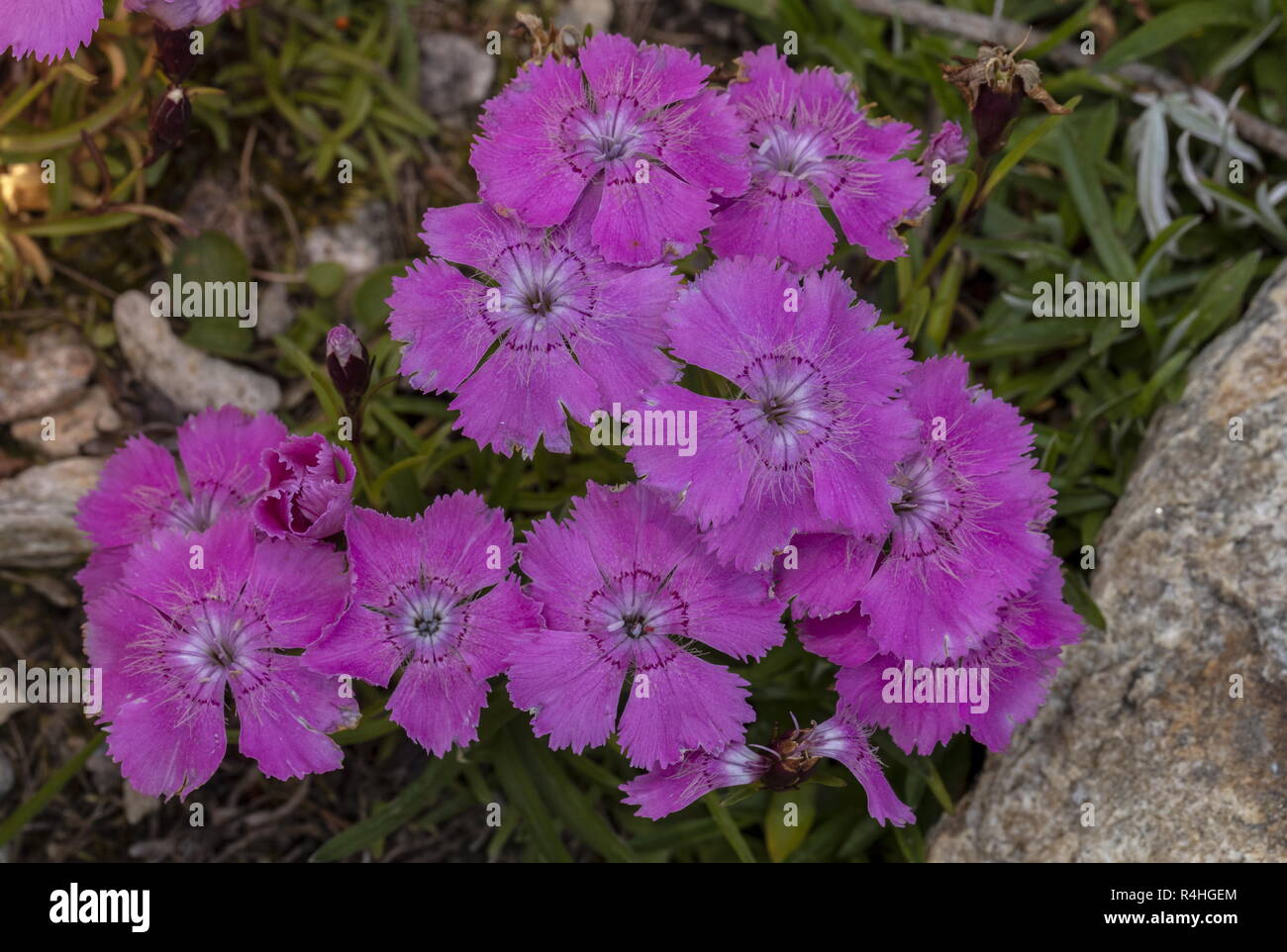 Alpine Pink, Dianthus alpinus in flower in the Austrian Alps. Stock Photo