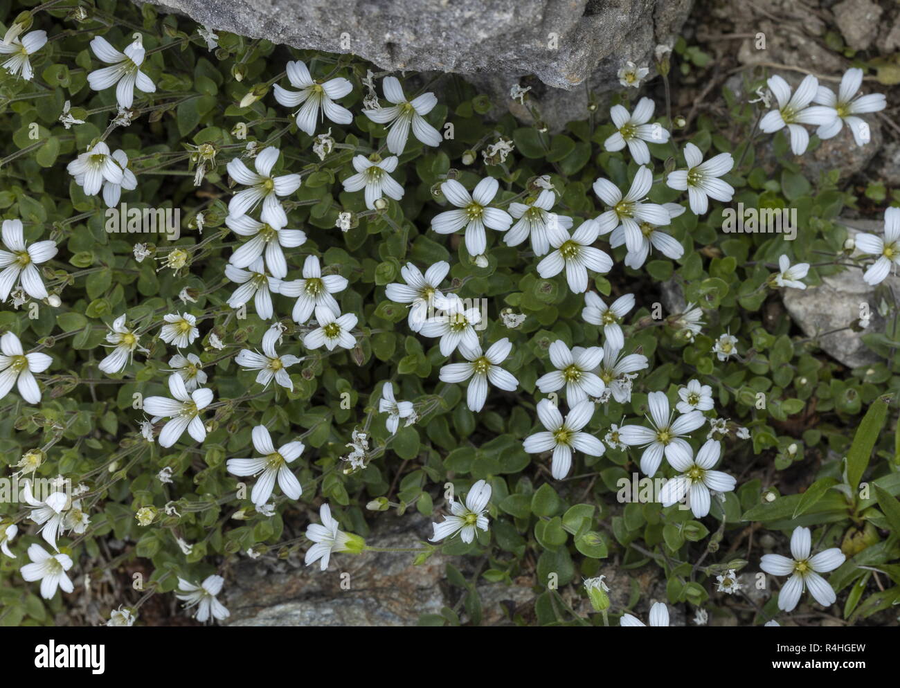 Alpine Mouse-ear, Cerastium alpinum ssp. alpinum, in flower in the Italian Alps. Stock Photo