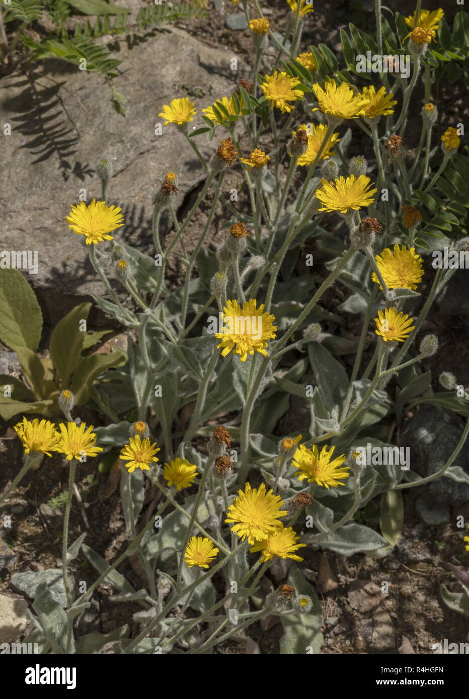 Woolly Hawkweed, Hieracium tomentosum, in flower in the Italian Alps. Stock Photo