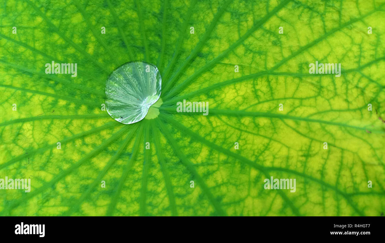 Water drop on lotus leaf hi-res stock photography and images - Alamy