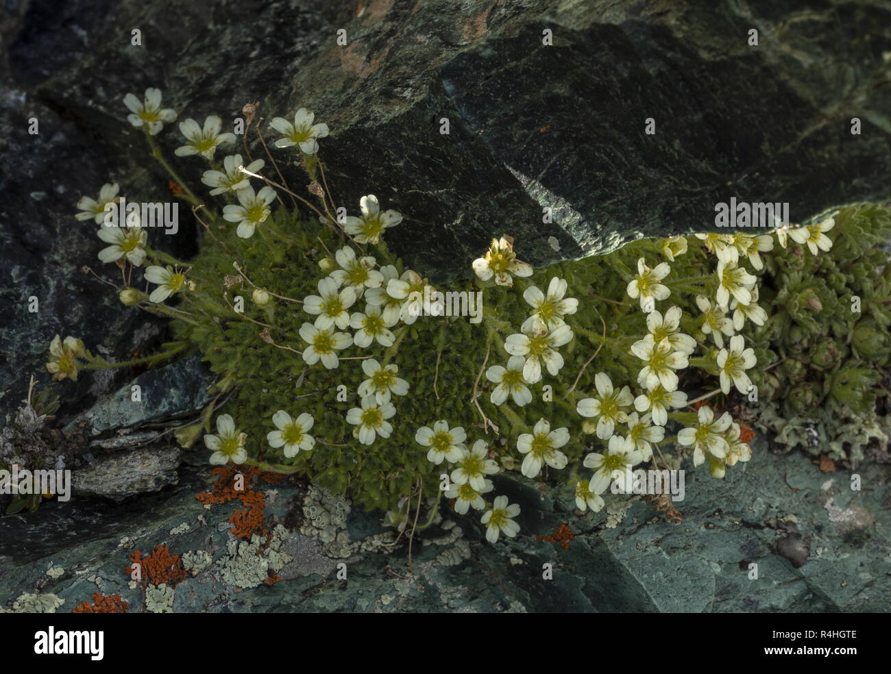 Mossy saxifrage, Saxifraga muscoides,i in flower at high altitude, Matterhorn, Swiss Alps. Stock Photo